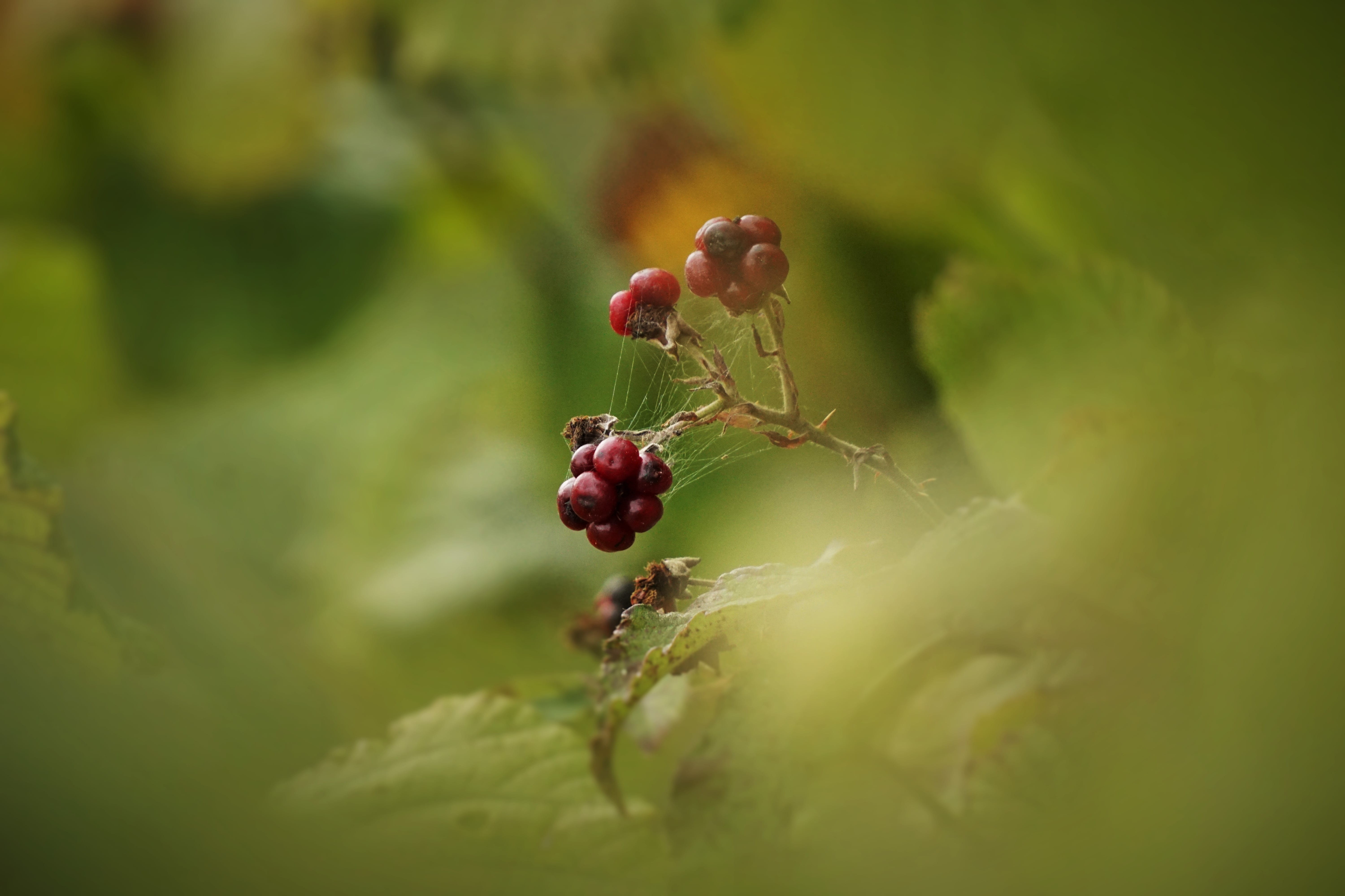 outdoors, bramble, rose hip, day, berry fruit, growth, healthy eating, bush, red, close-up, wellbeing, plant, selective focus, 5K, forest, leaves, no people, HD Wallpaper