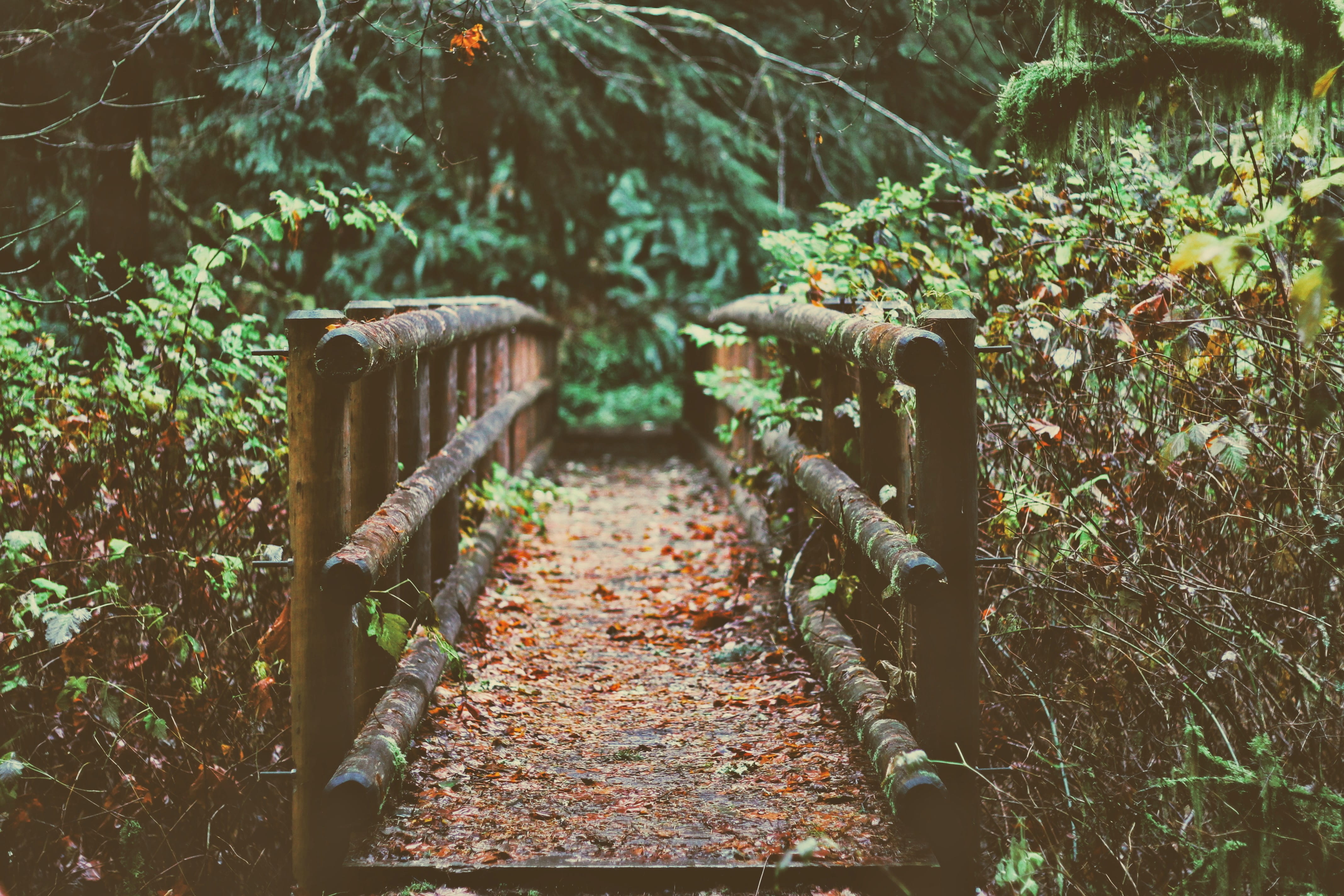 field, 4K, wooden, green color, no people, tranquility, footpath, the way forward, leaf, log, rustic, outdoors, path, green, bridge, trees, mapleton, explore, HD Wallpaper