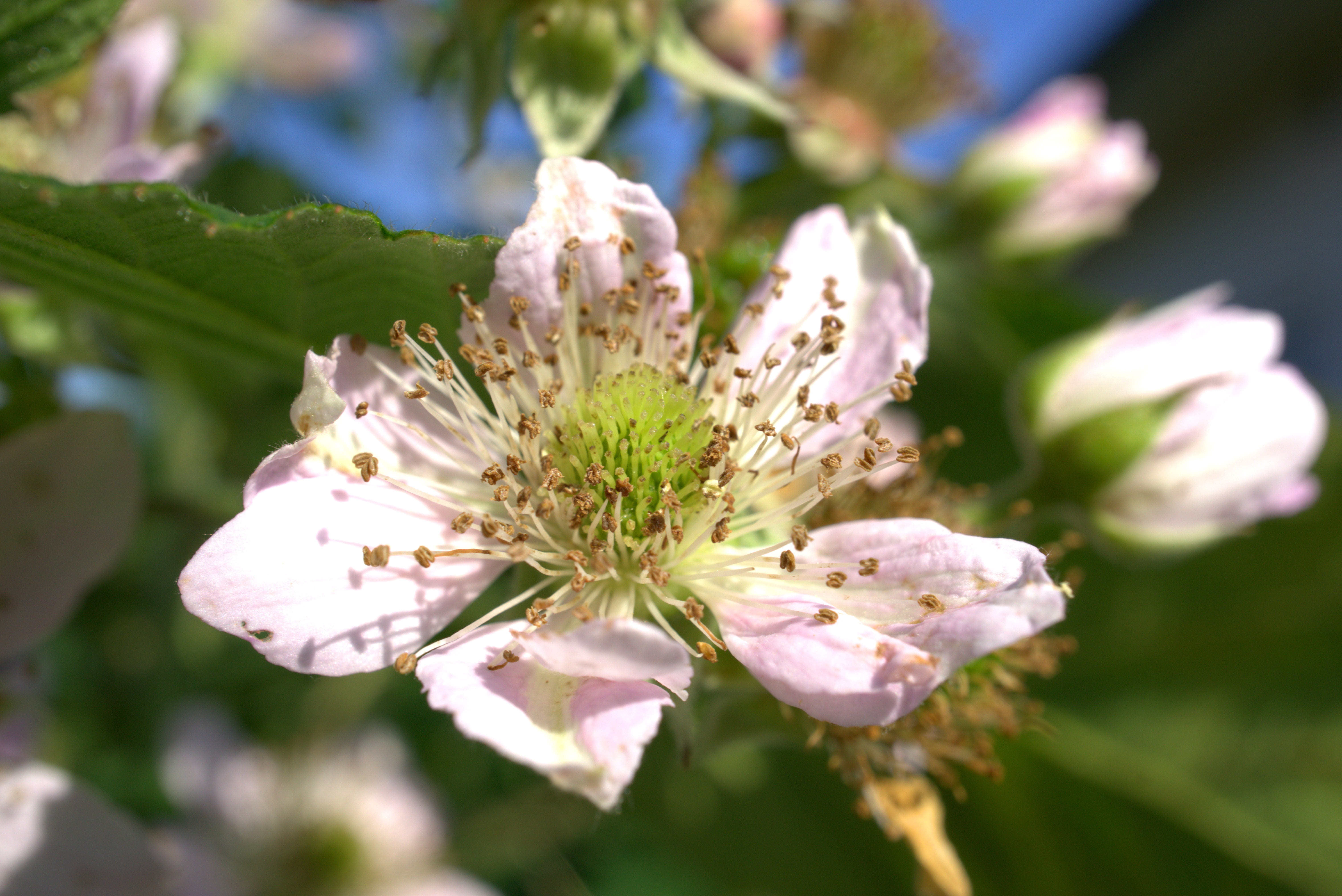 flower, edible, garden, flower head, close-up, flowering plant, wild blackberry, daytime, blossoms, growth, inflorescence, focus on foreground, pink, healthy, HD Wallpaper
