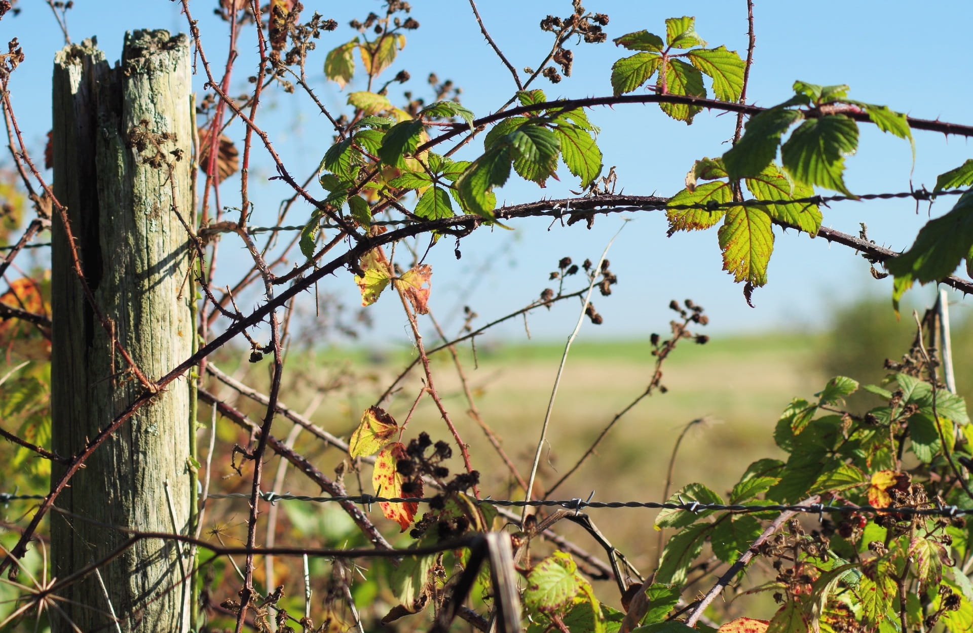 agriculture, nature, focus on foreground, meadow, Post, branch, day, no people, outdoor, 1080P, land, Leaves, summer, barbedwire, sky, barrier, Countryside, HD Wallpaper