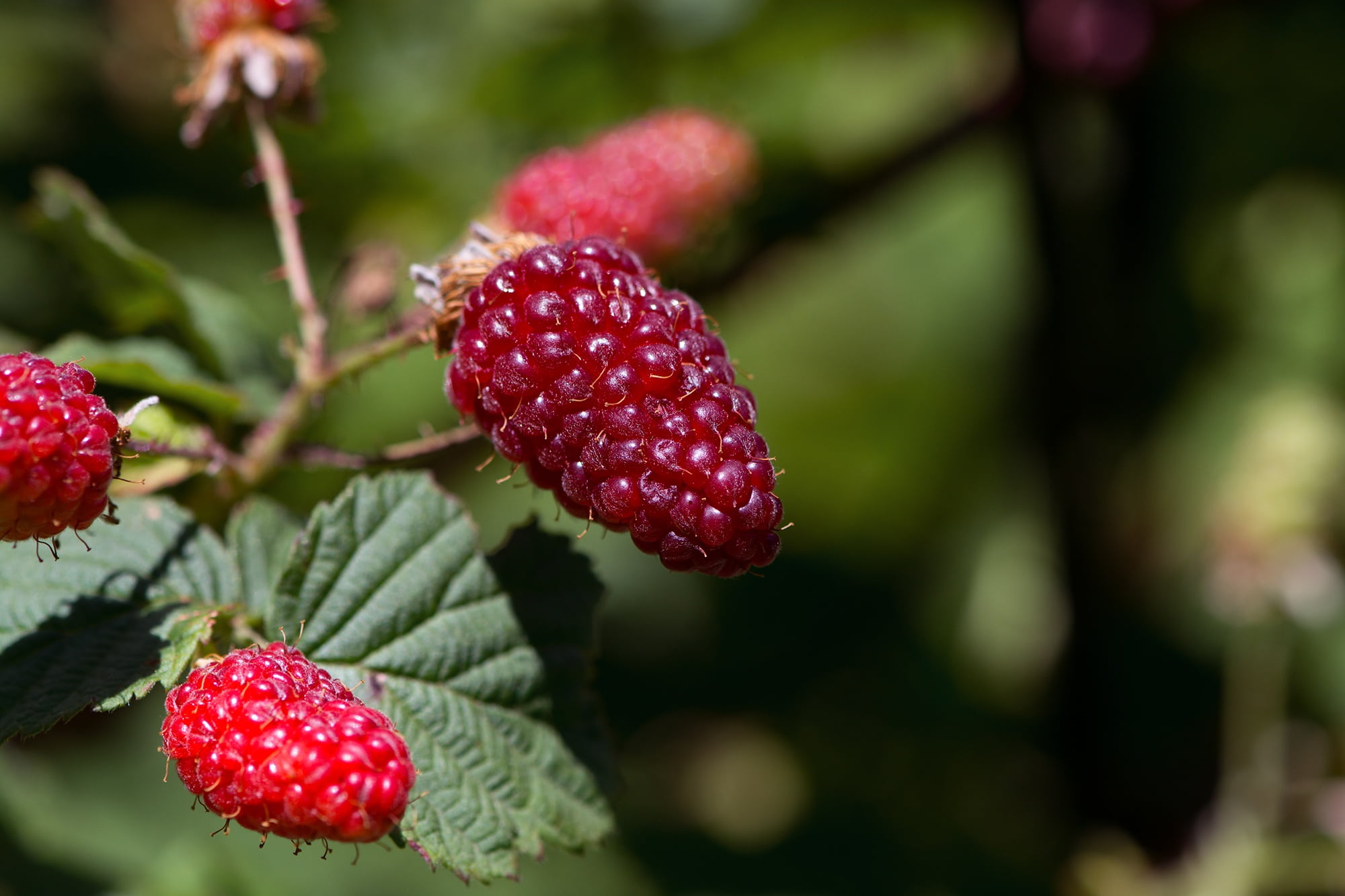 sweet Food, raspberries, beer garden, focus, outdoors, photography, plant, healthy Eating, growth, leaf, lychee, wellbeing, tree, berry Fruit, mature, food, HD Wallpaper