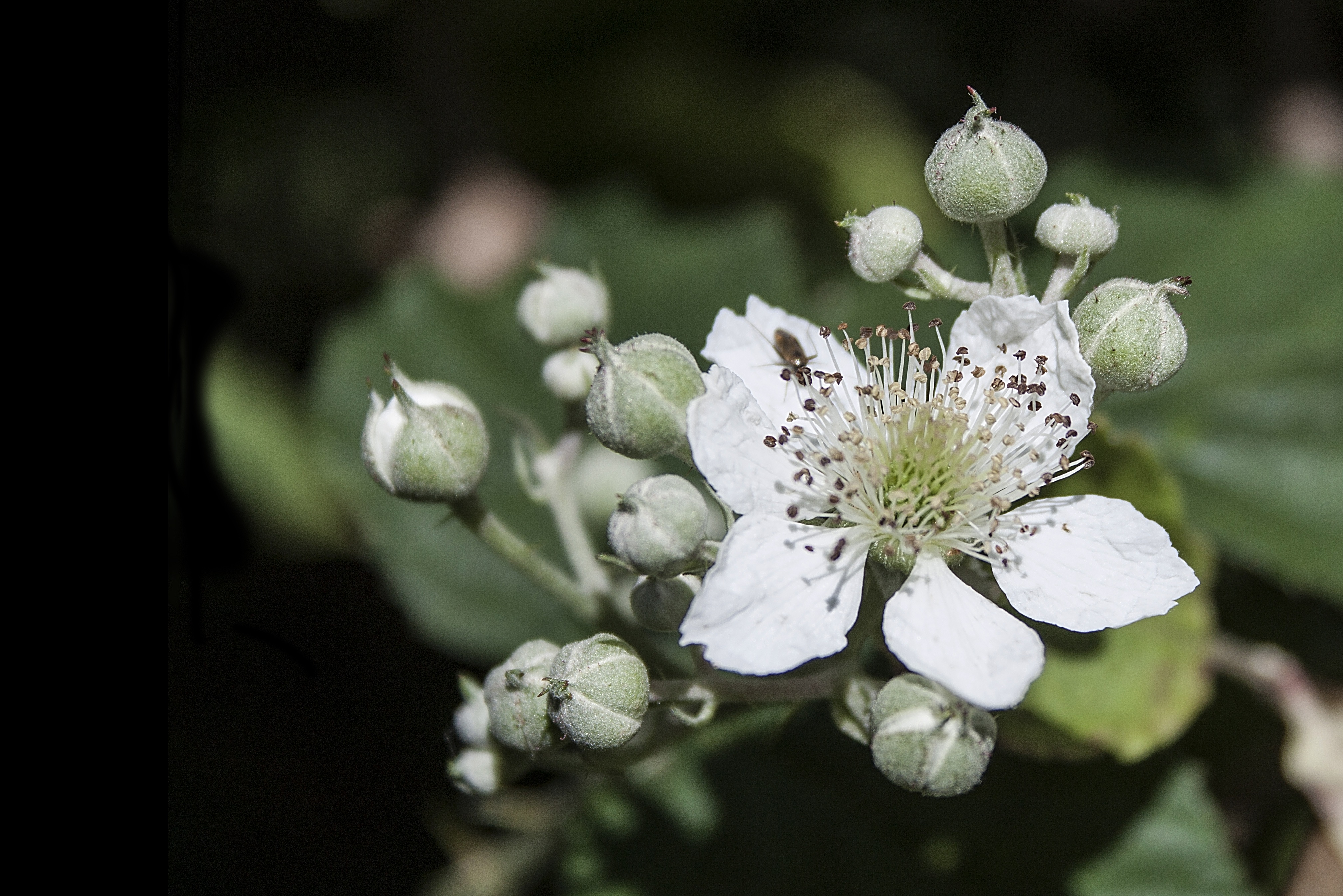 white color, freshness, plant, bramble, close-up, flower, plum blossom, flower head, bloom, forest, flowering plant, 4K, blossom, focus on foreground, HD Wallpaper