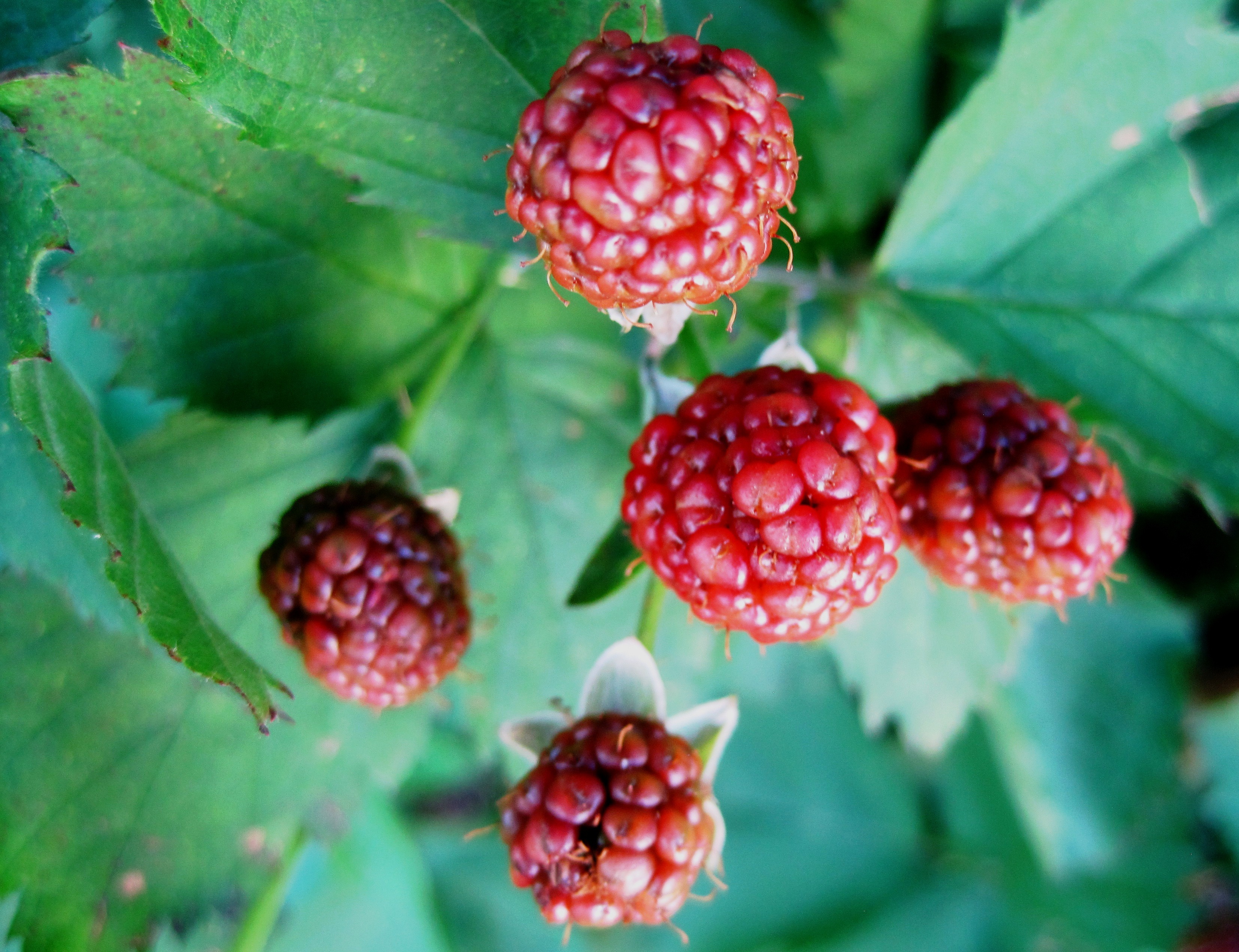 green color, plant part, ripe, healthy eating, outdoors, day, growth, ripening, berries, food, no people, leaf, close-up, thorny, focus on foreground, leaves, HD Wallpaper