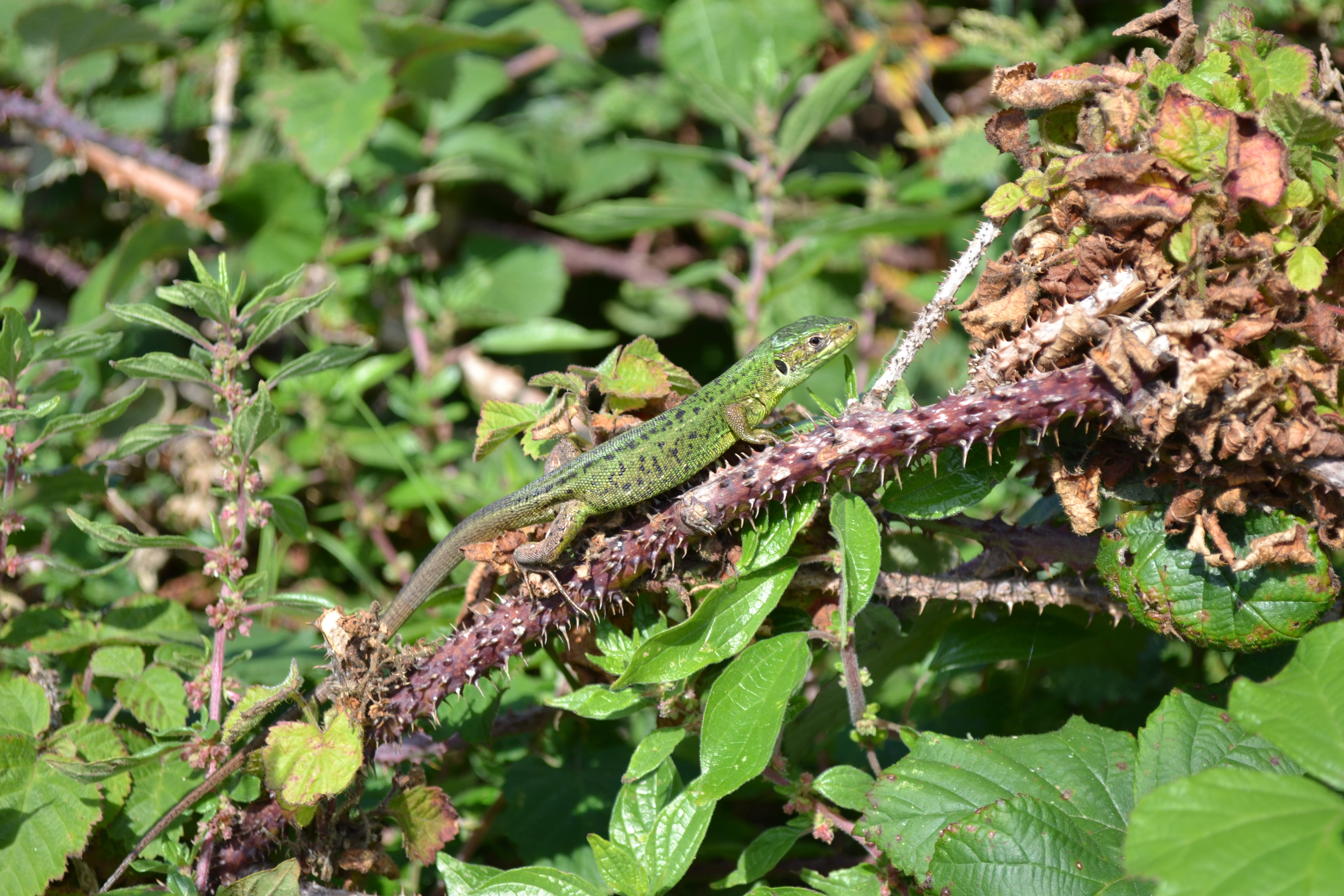 plant, camouflage, animal wildlife, animal, animals in the wild, animal themes, sunshine, reptile, jersey lizard, insect, nature, green lizard, rare, plant part, HD Wallpaper