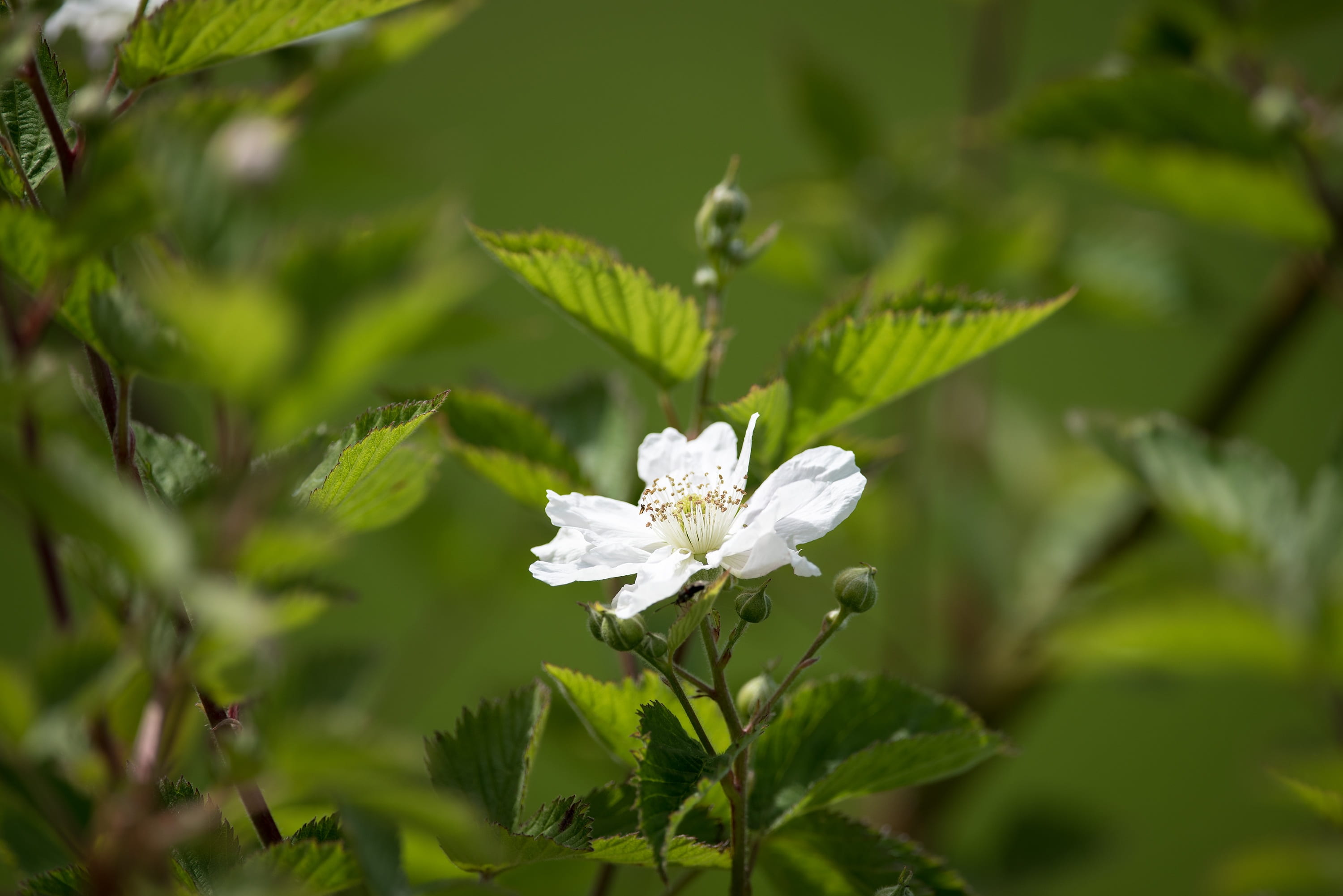 blossom, focus on foreground, petal, close-up, no people, in the garden, bloom, plant, close, inflorescence, blackberry, pollen, flower head, white, spring, HD Wallpaper