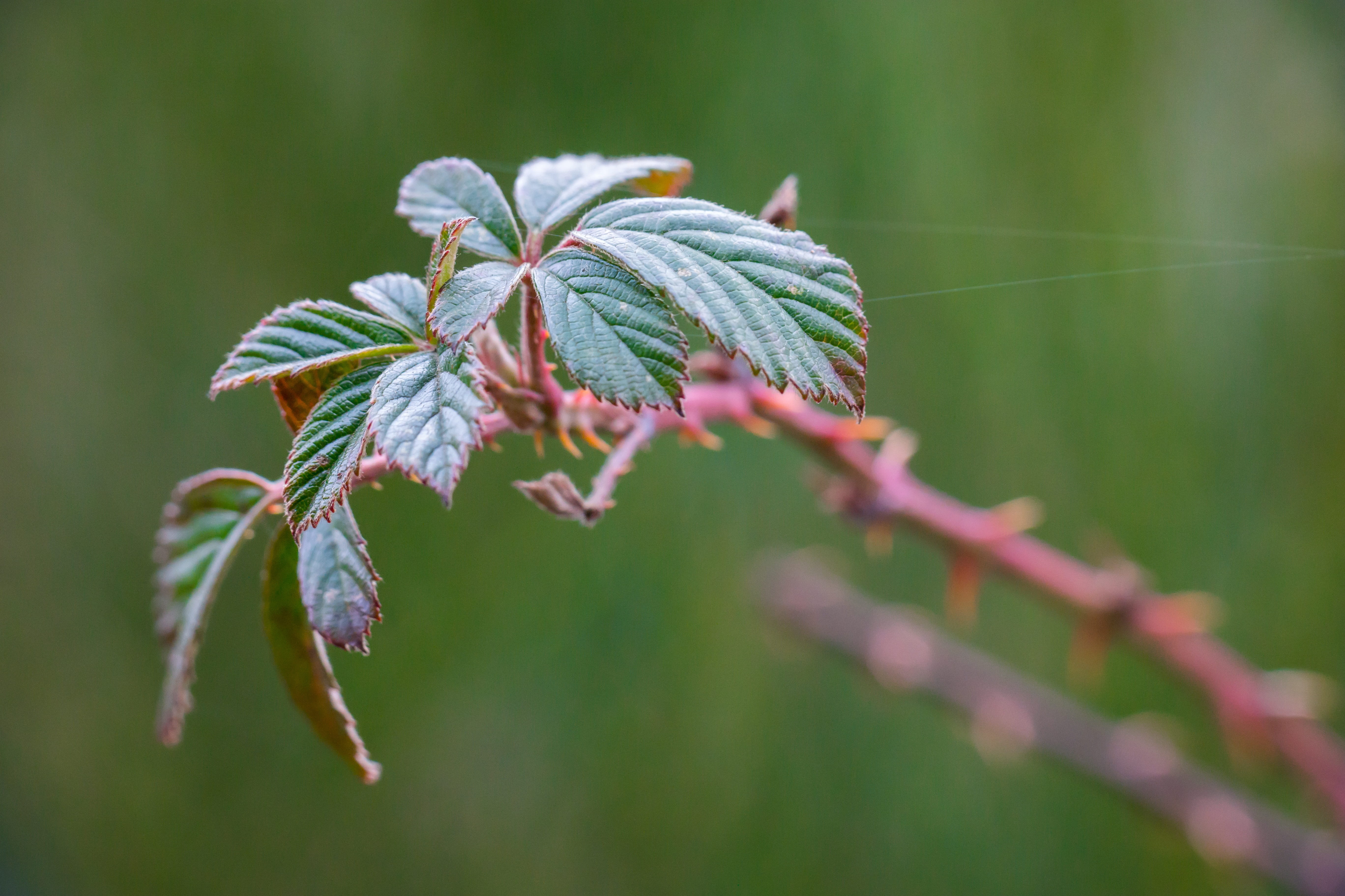 plant, leaf, Leaves, fragility, 5K, freshness, selective focus, focus on foreground, Winter, growth, Spur, Bramble, flower, close-up, day, no people, flowering plant, HD Wallpaper