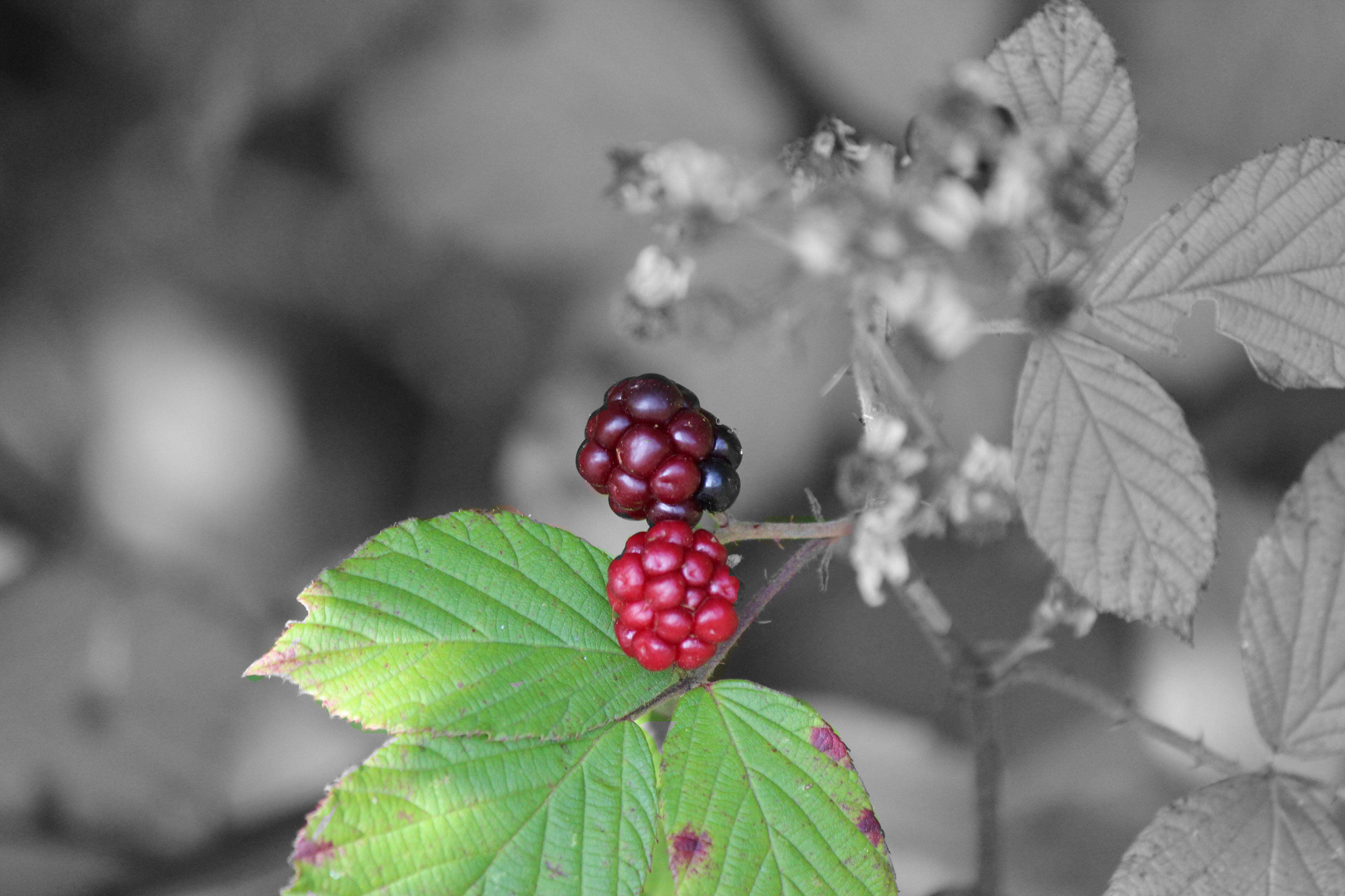 semi mature, freshness, nature, leaf, plant part, black and white, focus on foreground, healthy eating, food and drink, 5K, red, no people, growth, bramble, HD Wallpaper