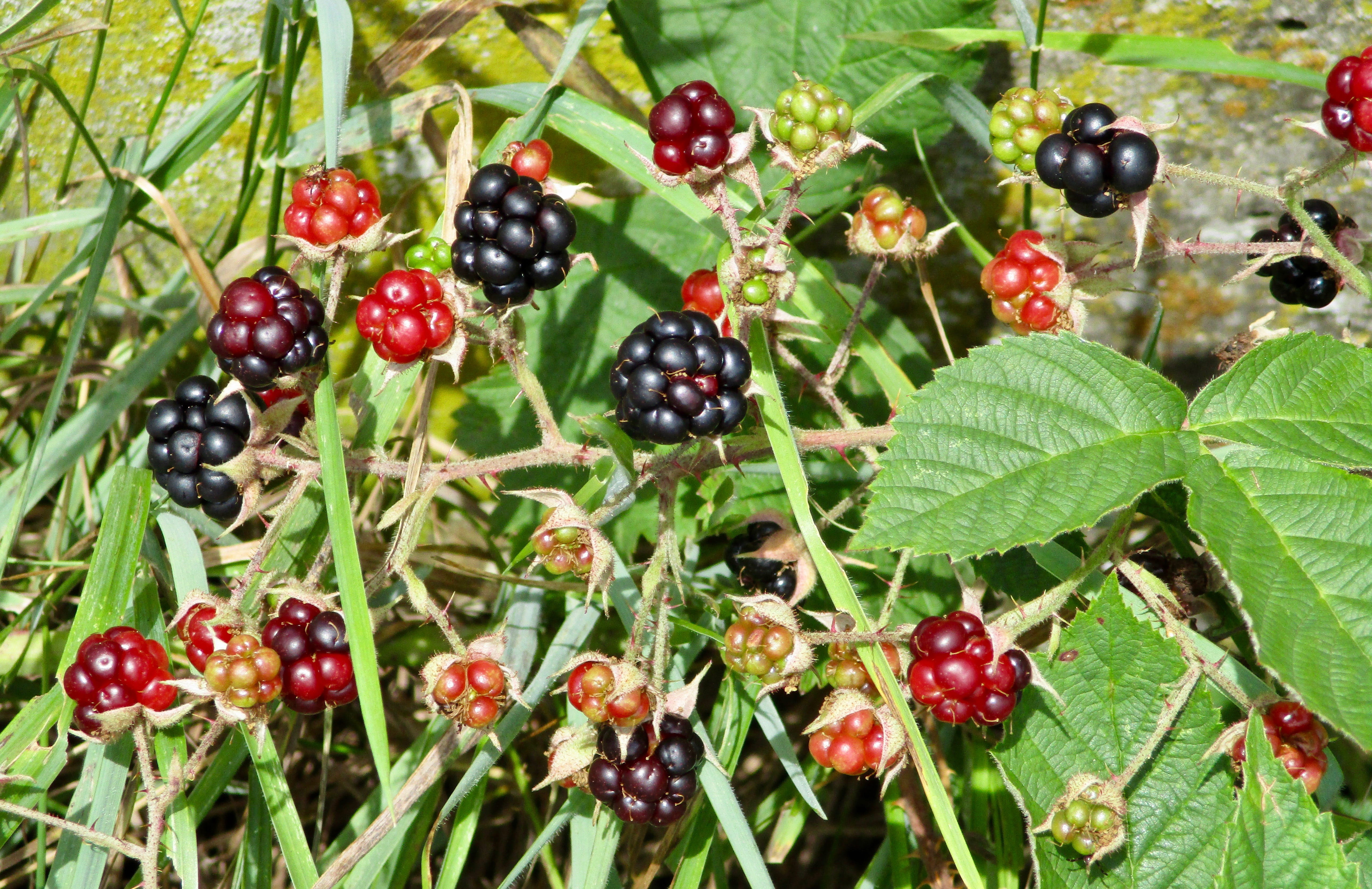 fruit, healthy eating, food, plant part, outdoors, close-up, wild, nature, berry fruit, growth, 5K, day, red, no people, tree, green color, leaf, wellbeing, HD Wallpaper