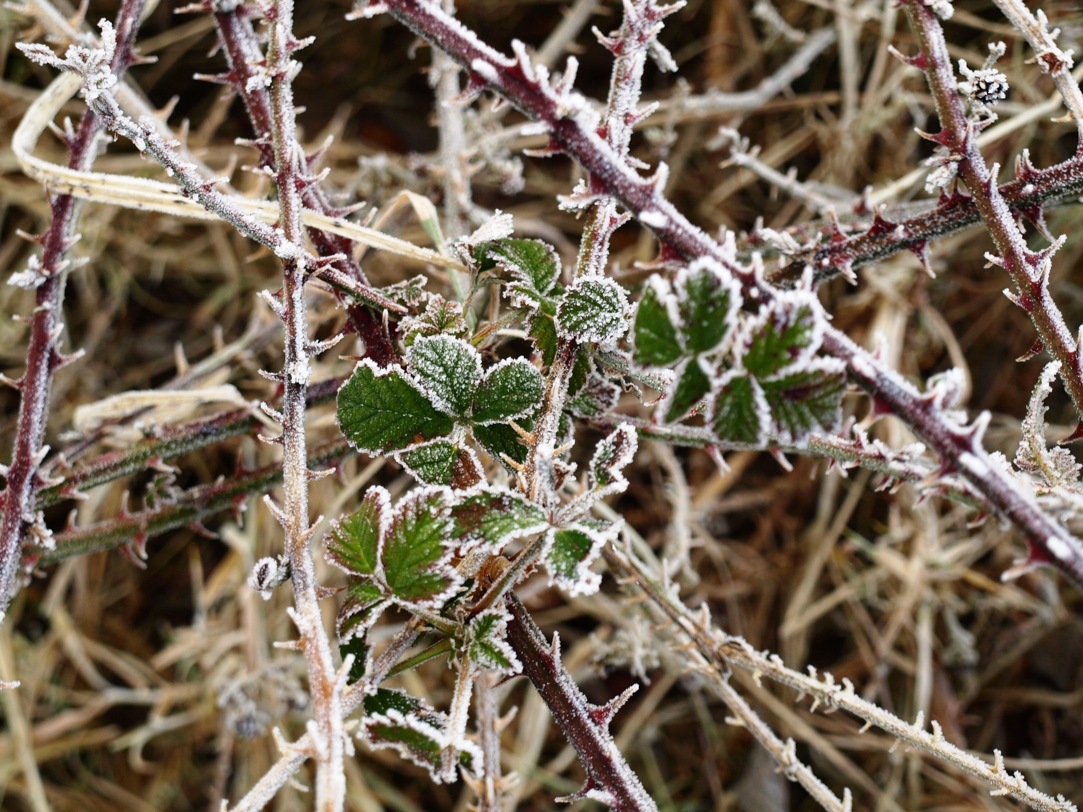 twig, no people, outdoors, branch, bramble, growth, branches, vulnerability, complexity, cold temperature, 2K, winter, lichen, frozen, icy, tree, fragility, HD Wallpaper