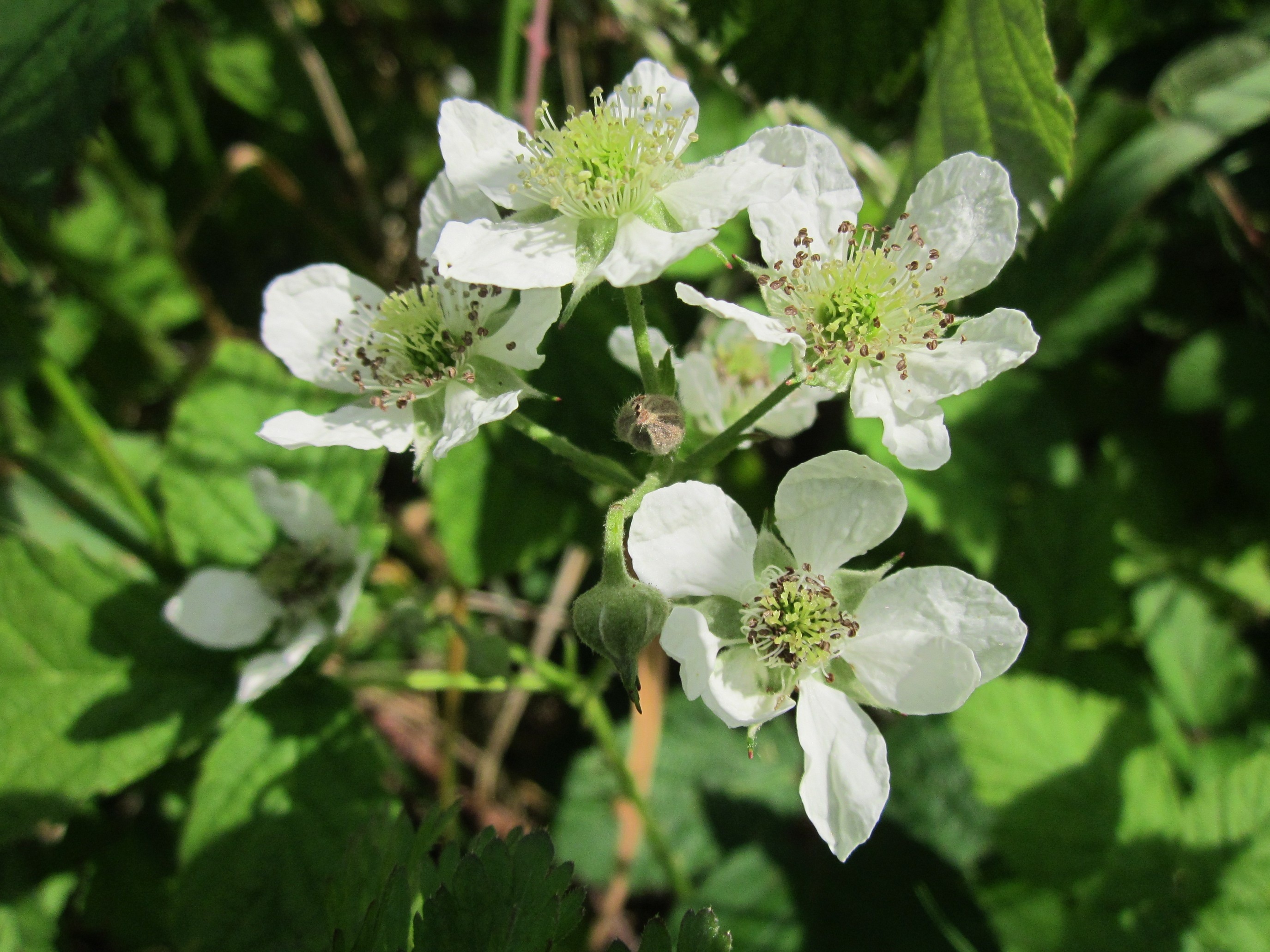 shrub, blooming, pollen, no people, macro, beauty in nature, plant, fragility, flower head, petal, 2K, purity, focus on foreground, fruit, vulnerability, HD Wallpaper