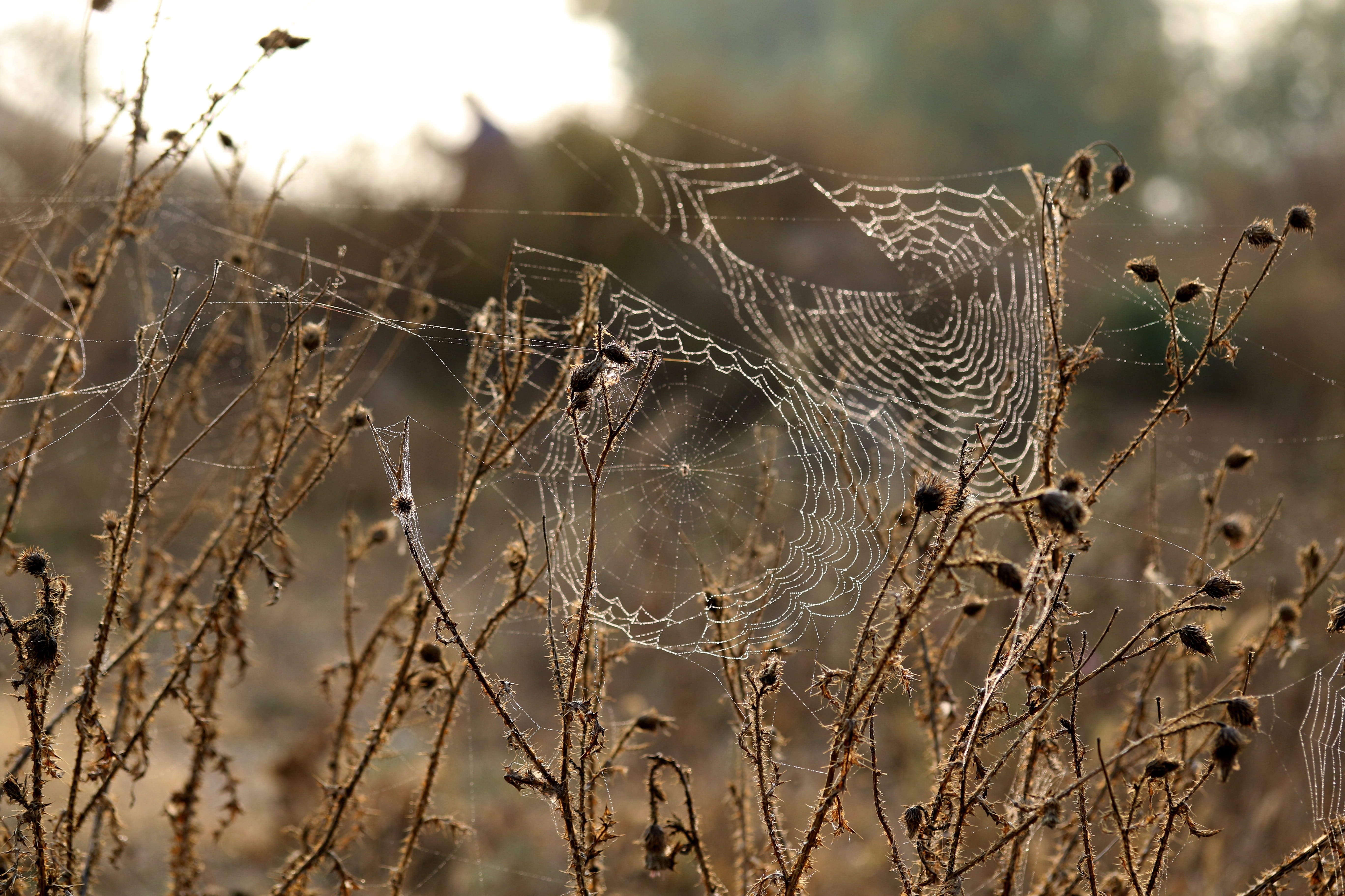 day, fragility, vulnerability, autumn, web, 5K, tranquility, plant, nature, no people, close-up, outdoors, spider web, focus on foreground, animal themes, HD Wallpaper