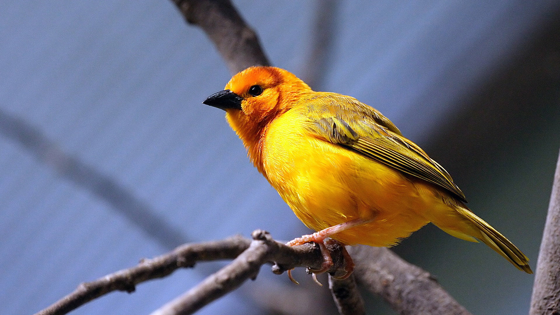 animals, day, tree, animal wildlife, songbird, yellow, branch, nature, animal, bee eater, goldfinch, plant, animals in the wild, wing, outdoors, focus on foreground, HD Wallpaper