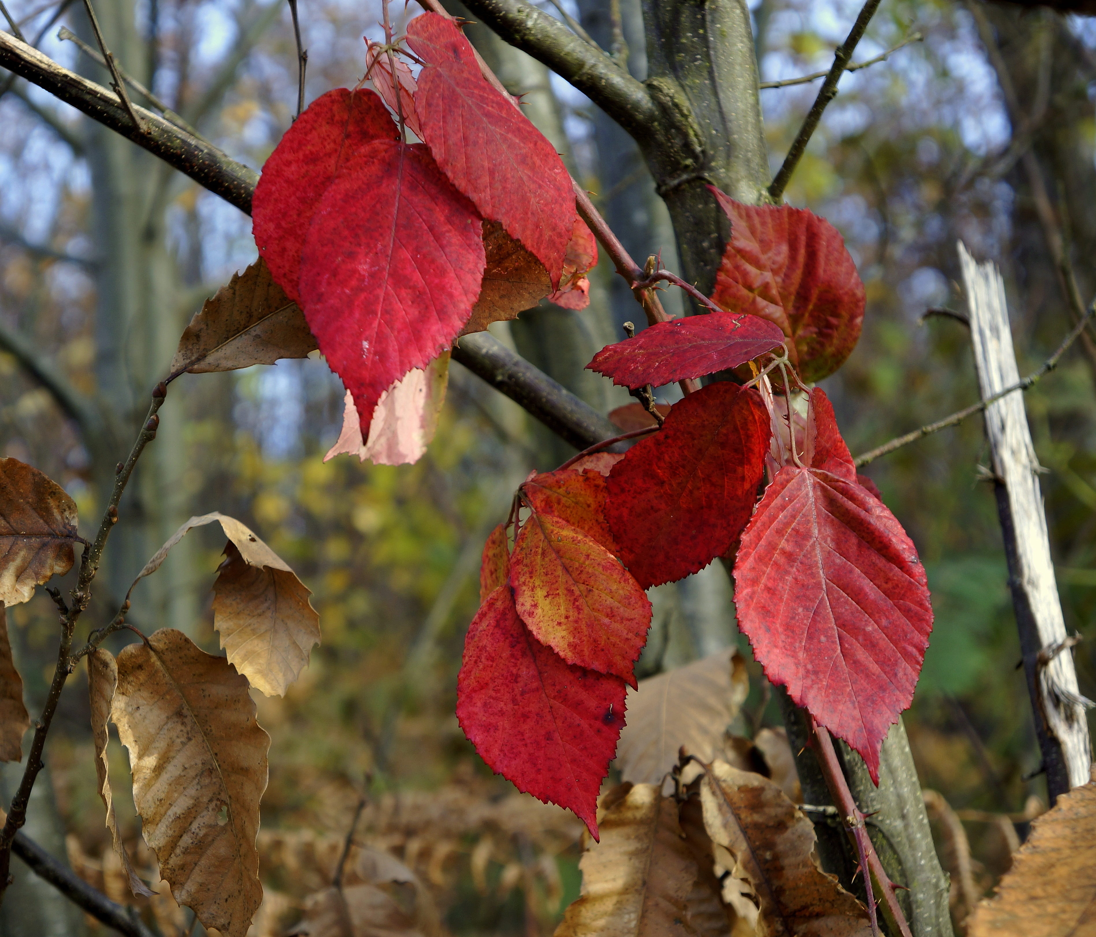 fall, fruit, focus on foreground, autumn, leaf, day, plant, no people, fragility, tree, natural condition, beauty in nature, nature, growth, close-up, leaves, HD Wallpaper