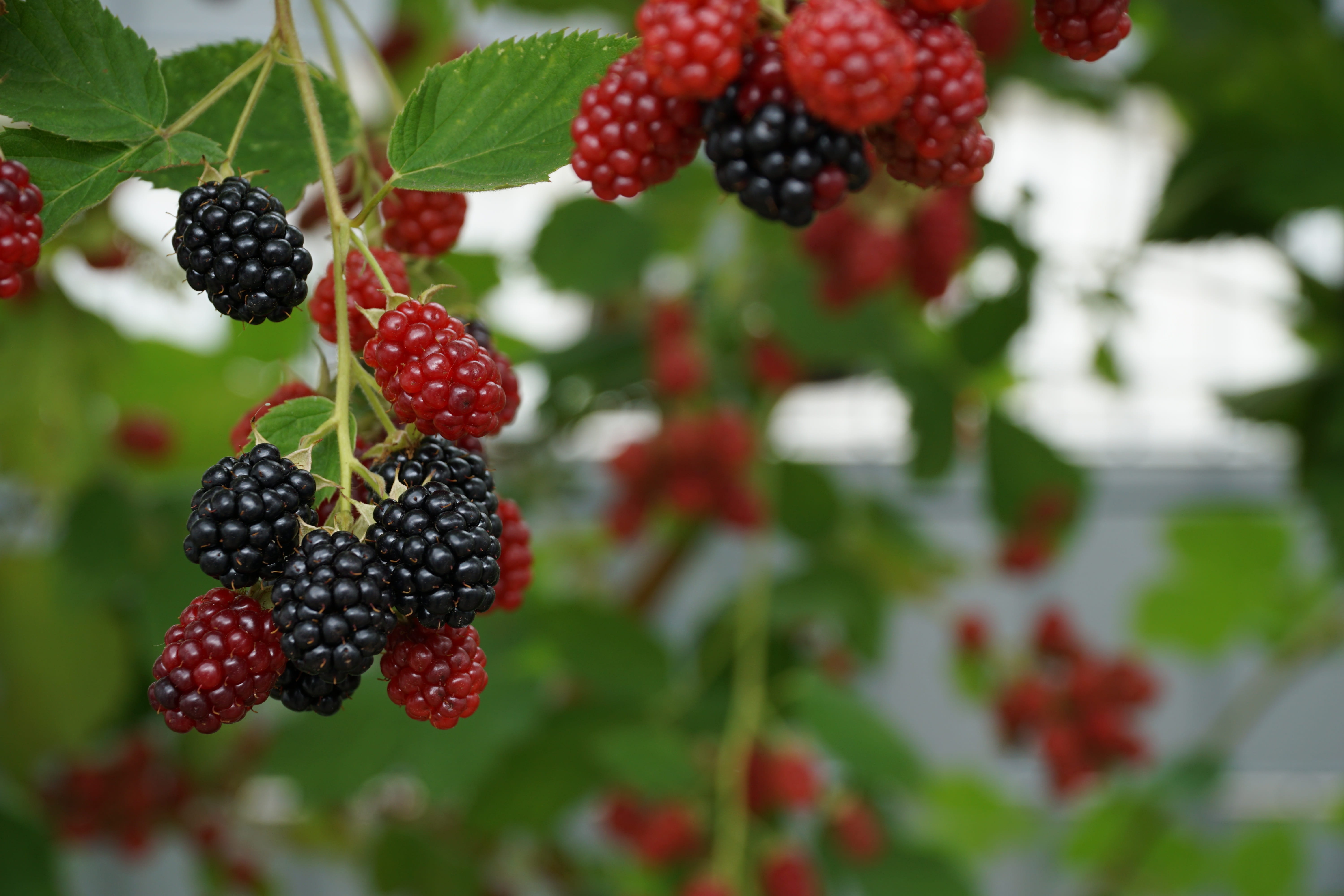 vitaminhaltig, close-up, focus on foreground, day, healthy eating, food and drink, plant part, wellbeing, berry fruit, red berry, black, red, summer, berries, HD Wallpaper