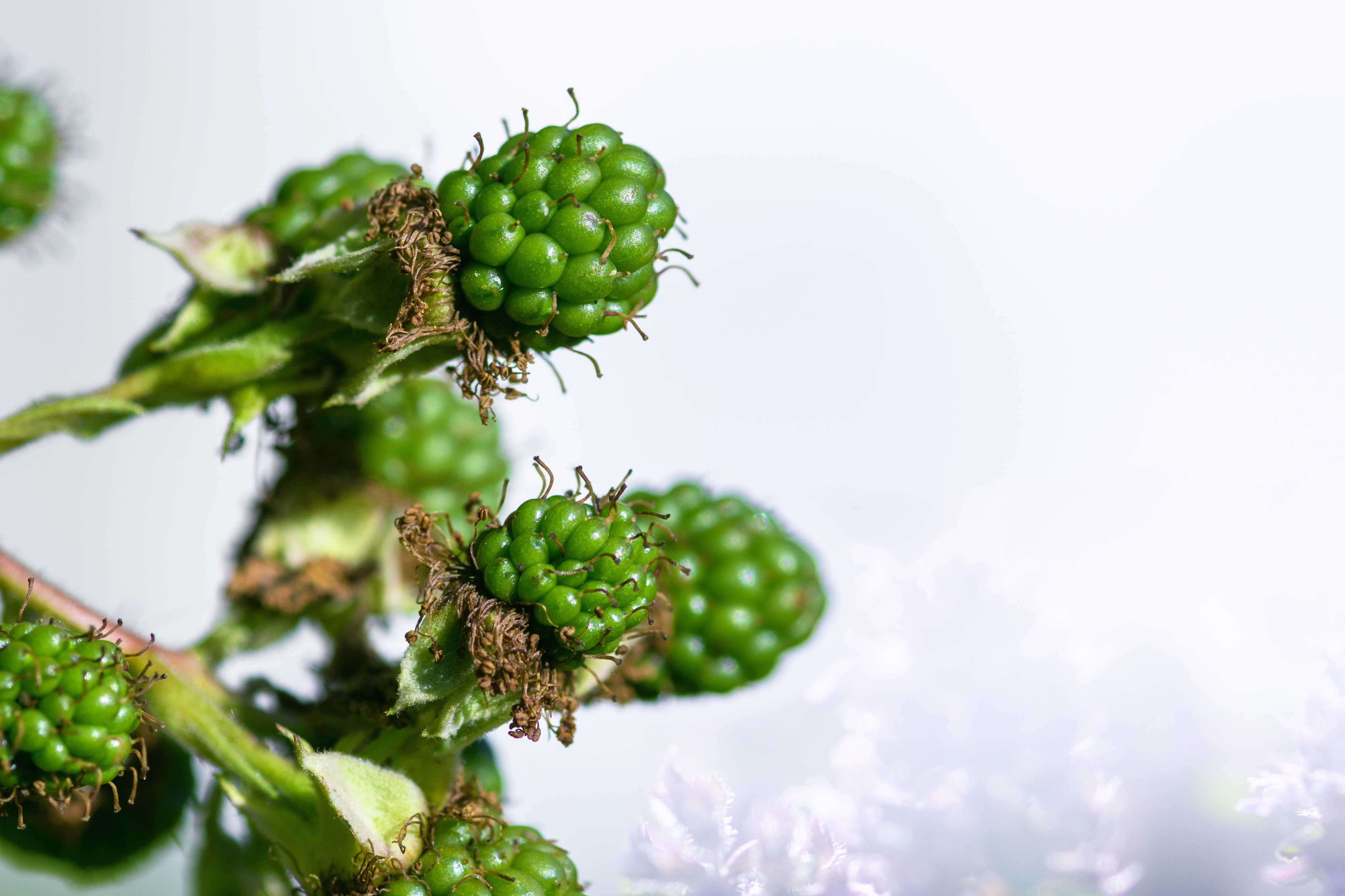 wellbeing, delicious, close-up, no people, fruits, healthy, vitamin c, 4K, freshness, food and drink, bush, ripe, tree, healthy eating, garden, leaf, plant, HD Wallpaper