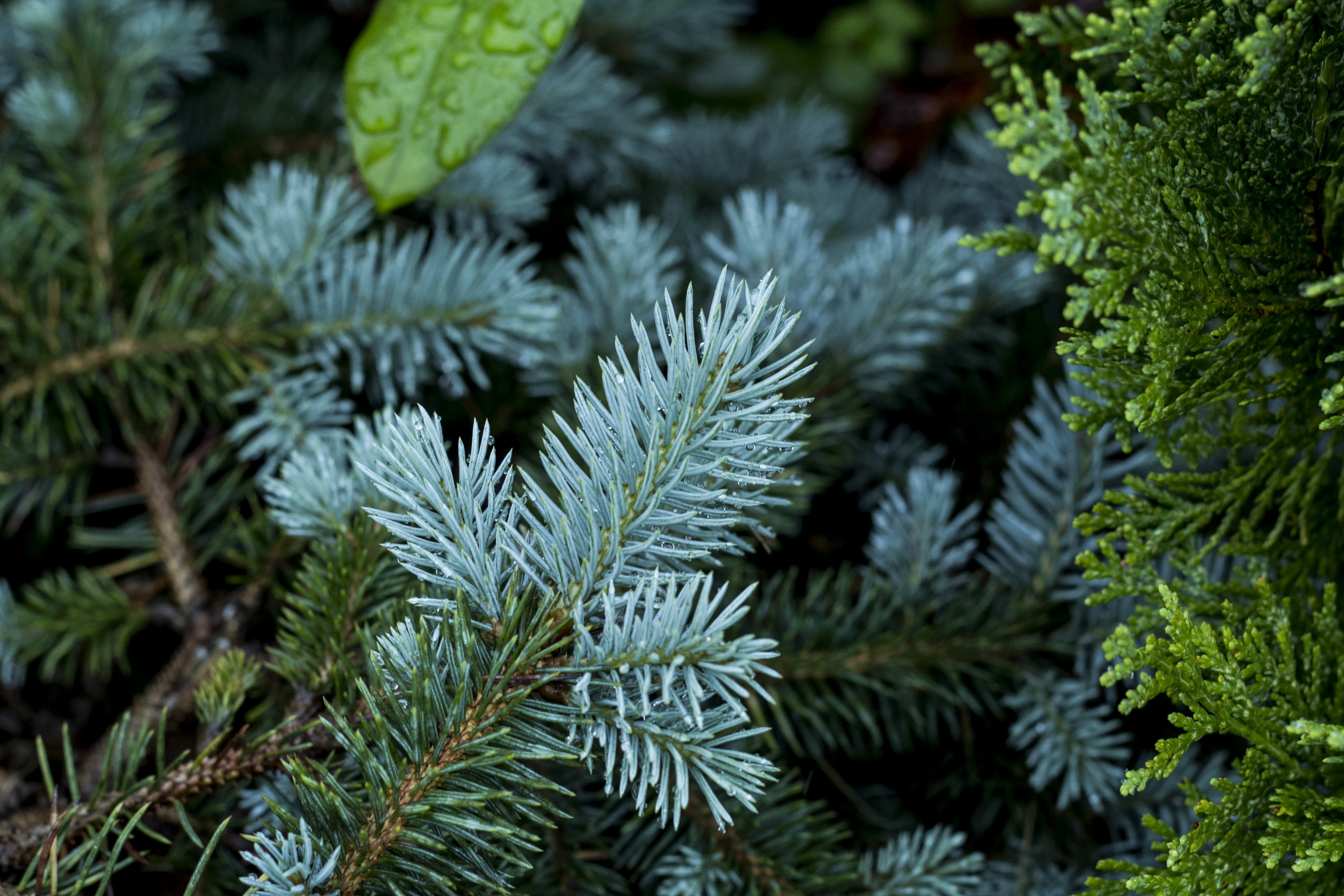 tree, coniferous tree, leafed, plants, growth, plant part, tranquility, needle - plant part, beauty in nature, leaf, full frame, nature, pine tree, plant, HD Wallpaper