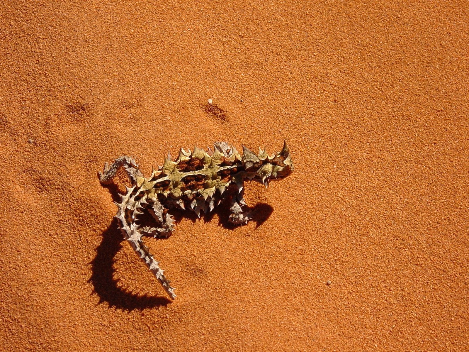brown, climate, animals, moluchus, moloch horridus, nature, beach, 720P, no people, molochlizard, mountain devil, horridus, fauna, one animal, close-up, HD Wallpaper