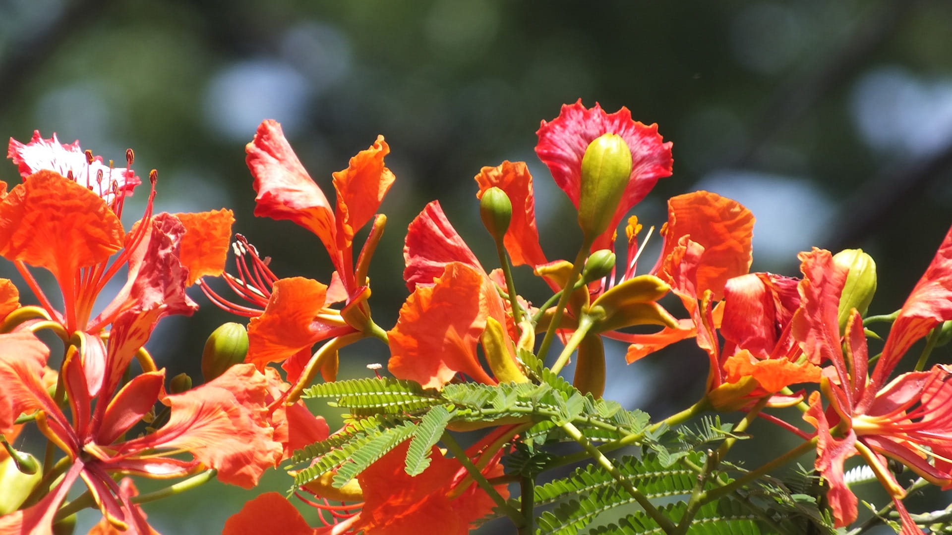 1080P, no people, inflorescence, freshness, flowering plant, botany, day, leaf, plant part, blooming, vulnerability, plant, flower head, close-up, red, HD Wallpaper