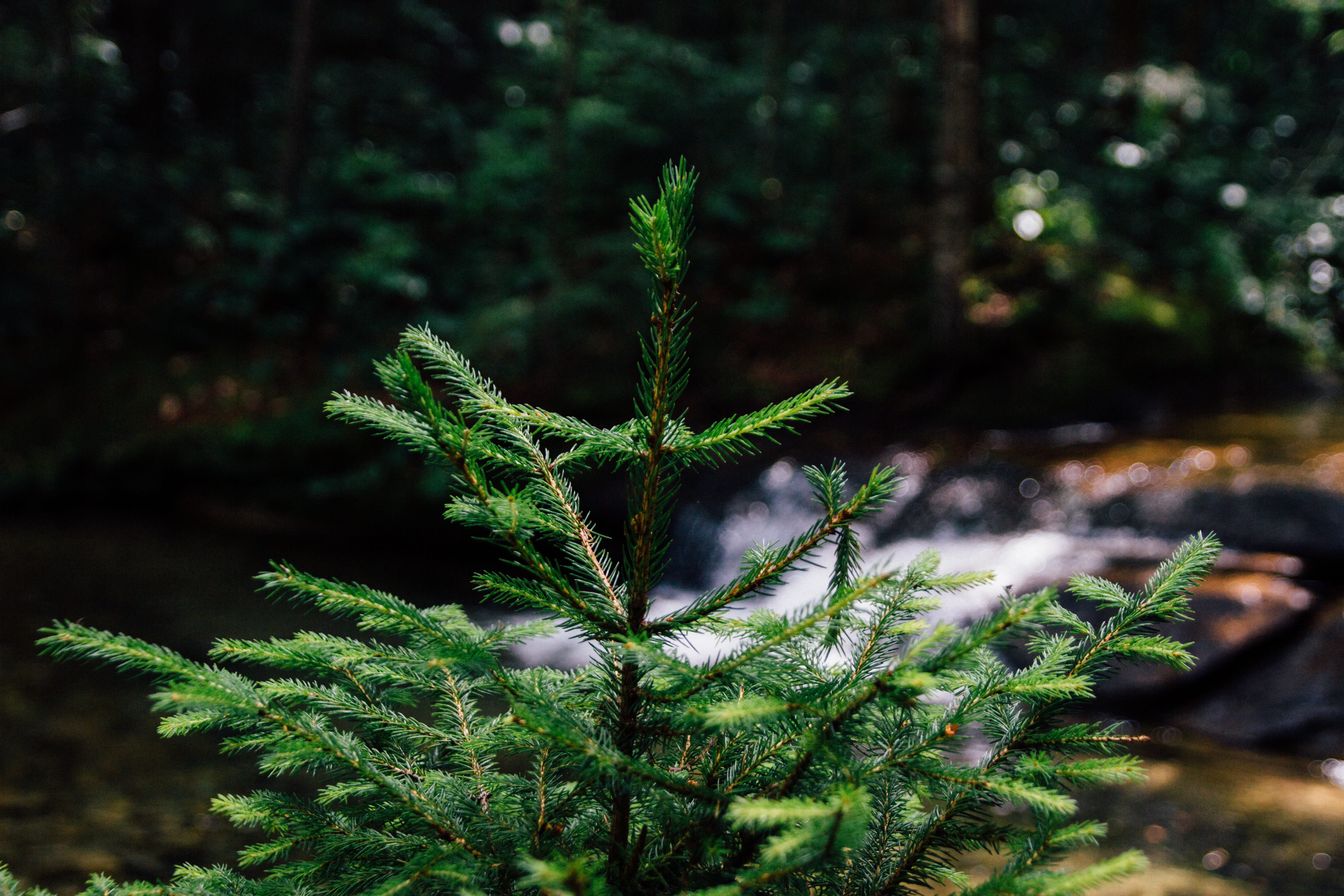 wild, green color, coniferous tree, nature, focus on foreground, plant part, 5K, pinaceae, herb, outdoors, close-up, thorn, thorny, tree, leaf, plant, HD Wallpaper