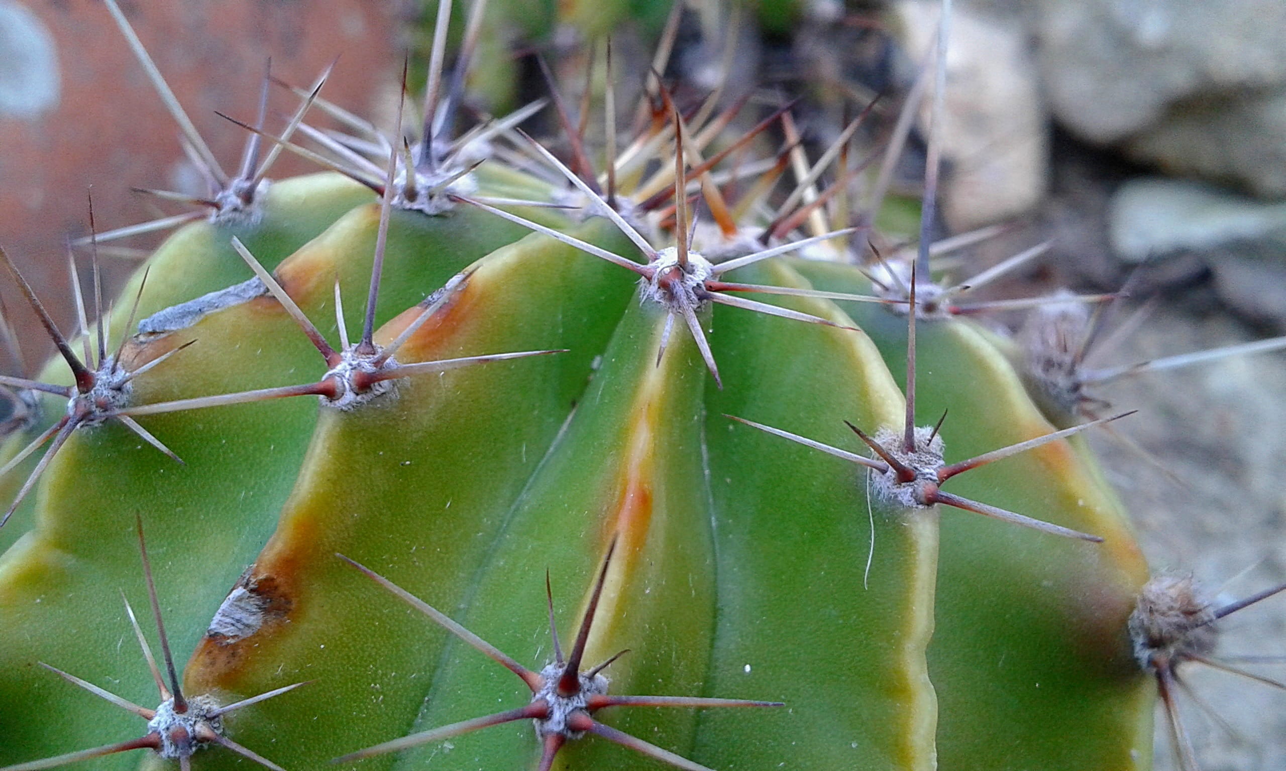 spiked, green color, desert, backgrounds, prickly pear cactus, succulent plant, close-up, day, skewers, beauty in nature, leaf, thorns, spiky, thorn, nature, HD Wallpaper