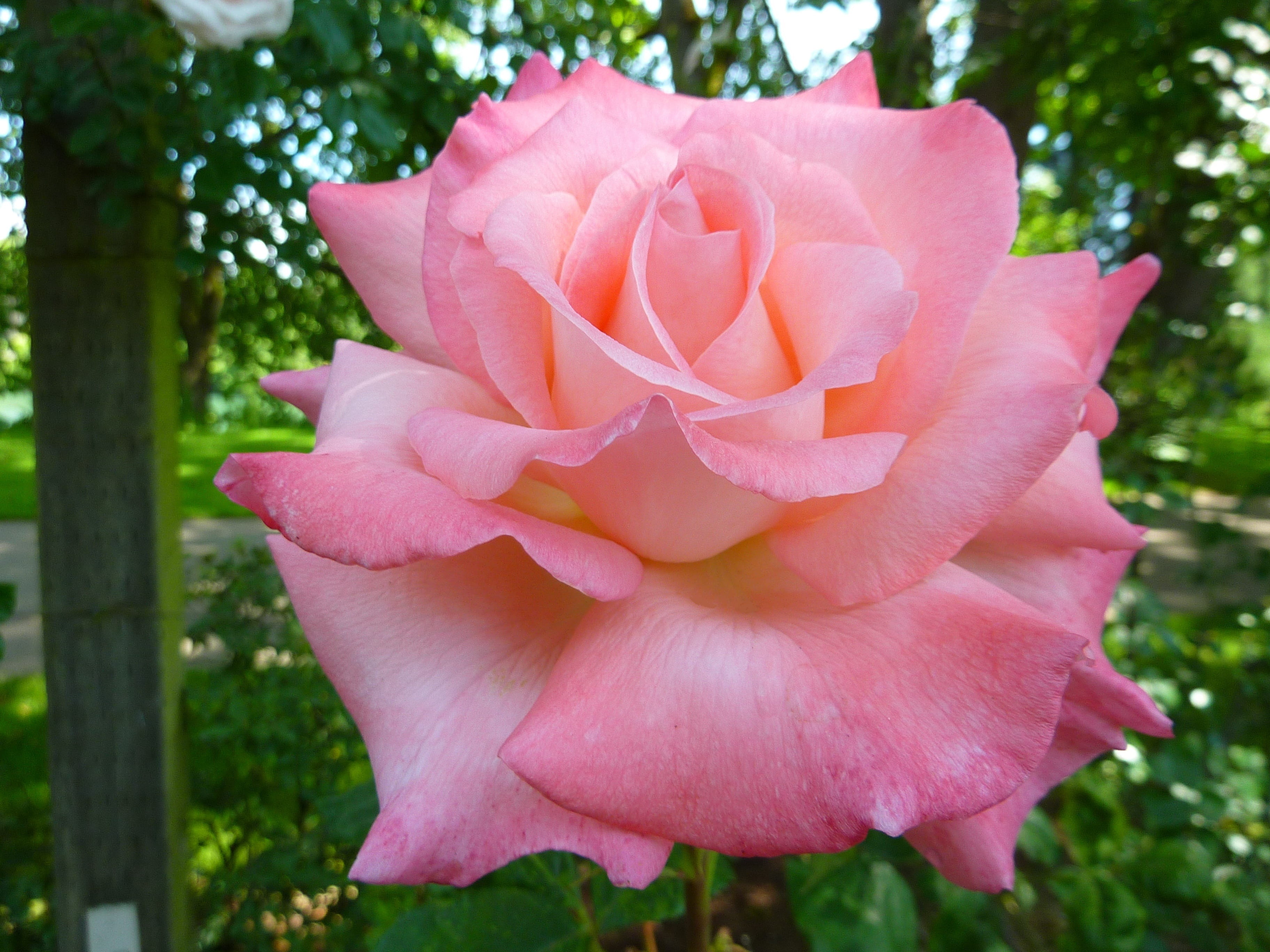 plant, love, 2K, beauty in nature, flowers, pink color, Roses, bloom, no people, Nature, thorny, shift, fragility, inflorescence, outdoors, petal, growth, HD Wallpaper