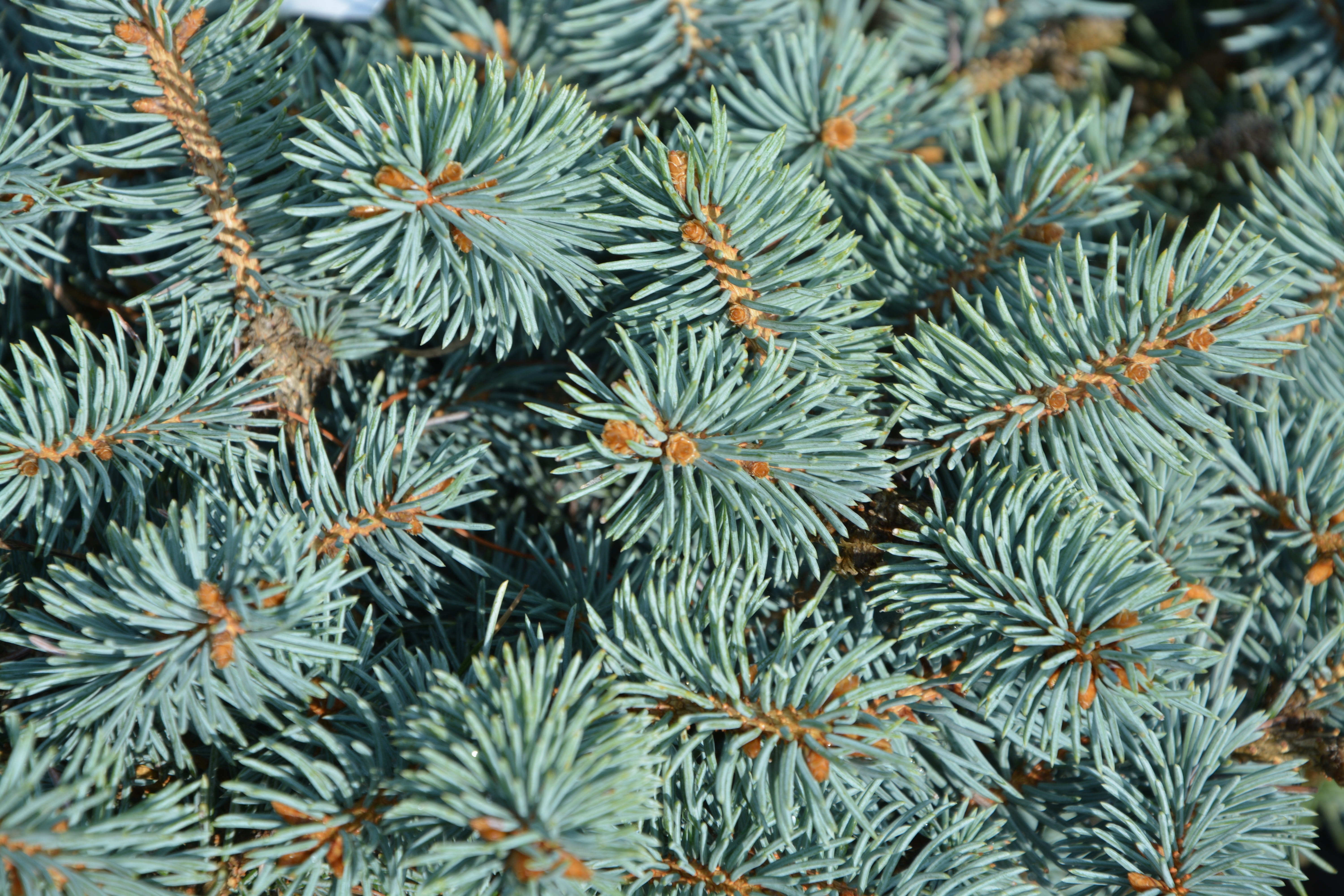 nature, pine, beauty in nature, leaf, full frame, branch, plant part, thorns, tree, coniferous tree, spicy, backgrounds, spruce, pine tree, close-up, 5K, HD Wallpaper