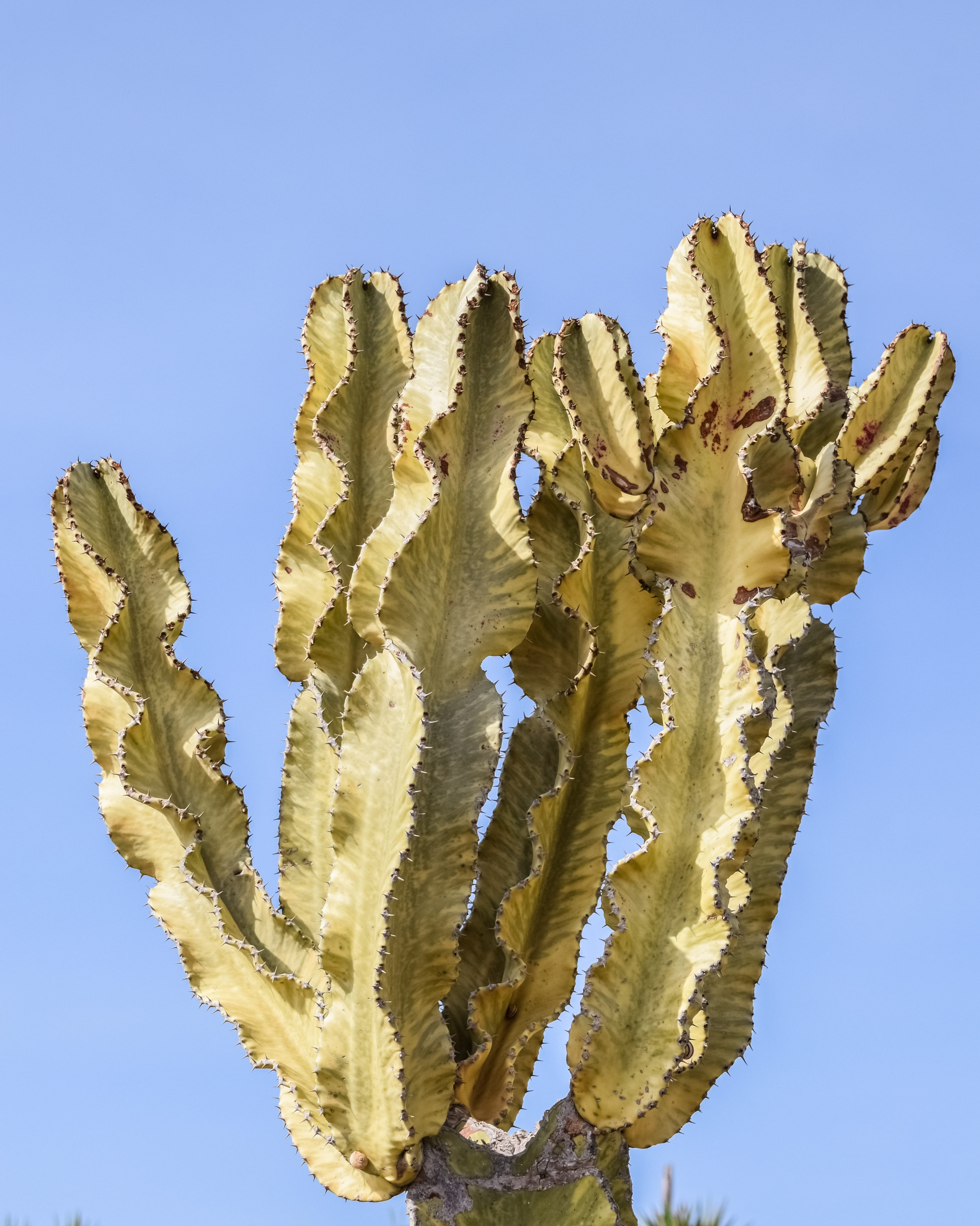 succulent plant, summer, plant, sunlight, no people, flower, arid climate, low angle view, blue, 4K, clear sky, thorns, outdoors, growth, sharp, cactus, Phone HD Wallpaper