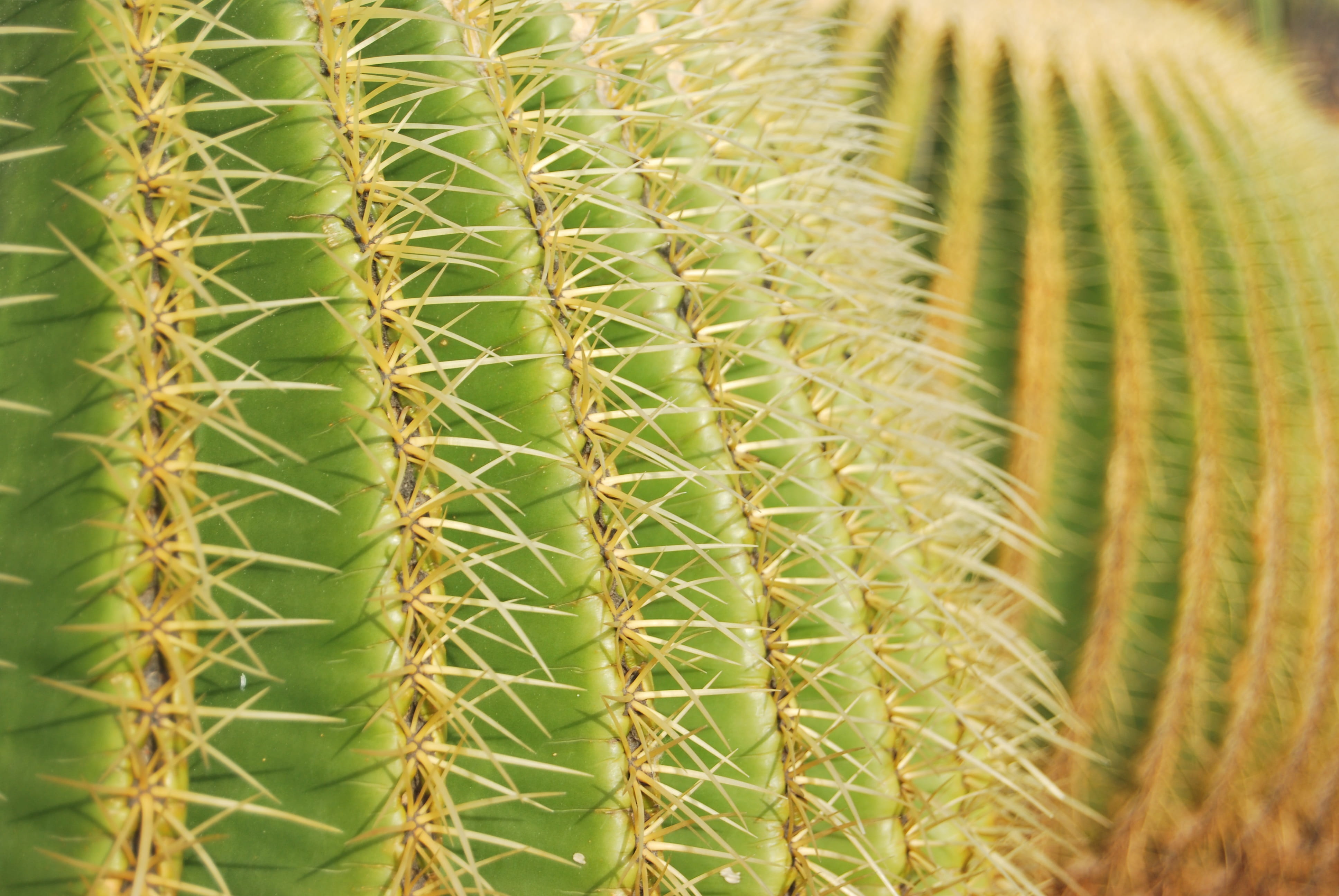 ecosystem, green color, nature, green, desert, no people, thorny, canary islands, beauty in nature, 4K, plant, cactus, spiked, growth, full frame, day, HD Wallpaper