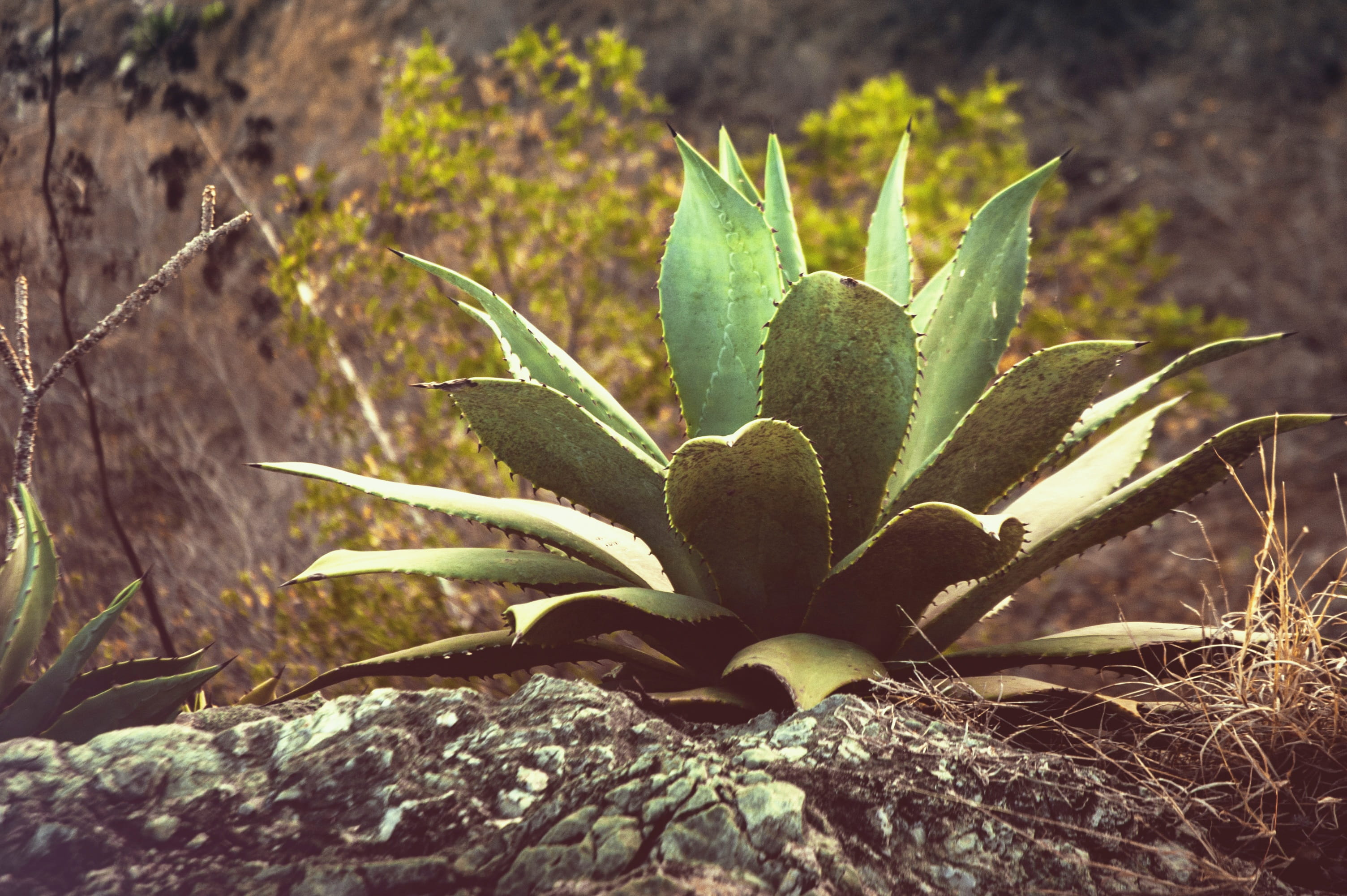 plant, growth, prickly, thorn, focus on foreground, summer, nature, close-up, arid climate, wild, thorns, green color, plant part, tropical, beauty in nature, HD Wallpaper
