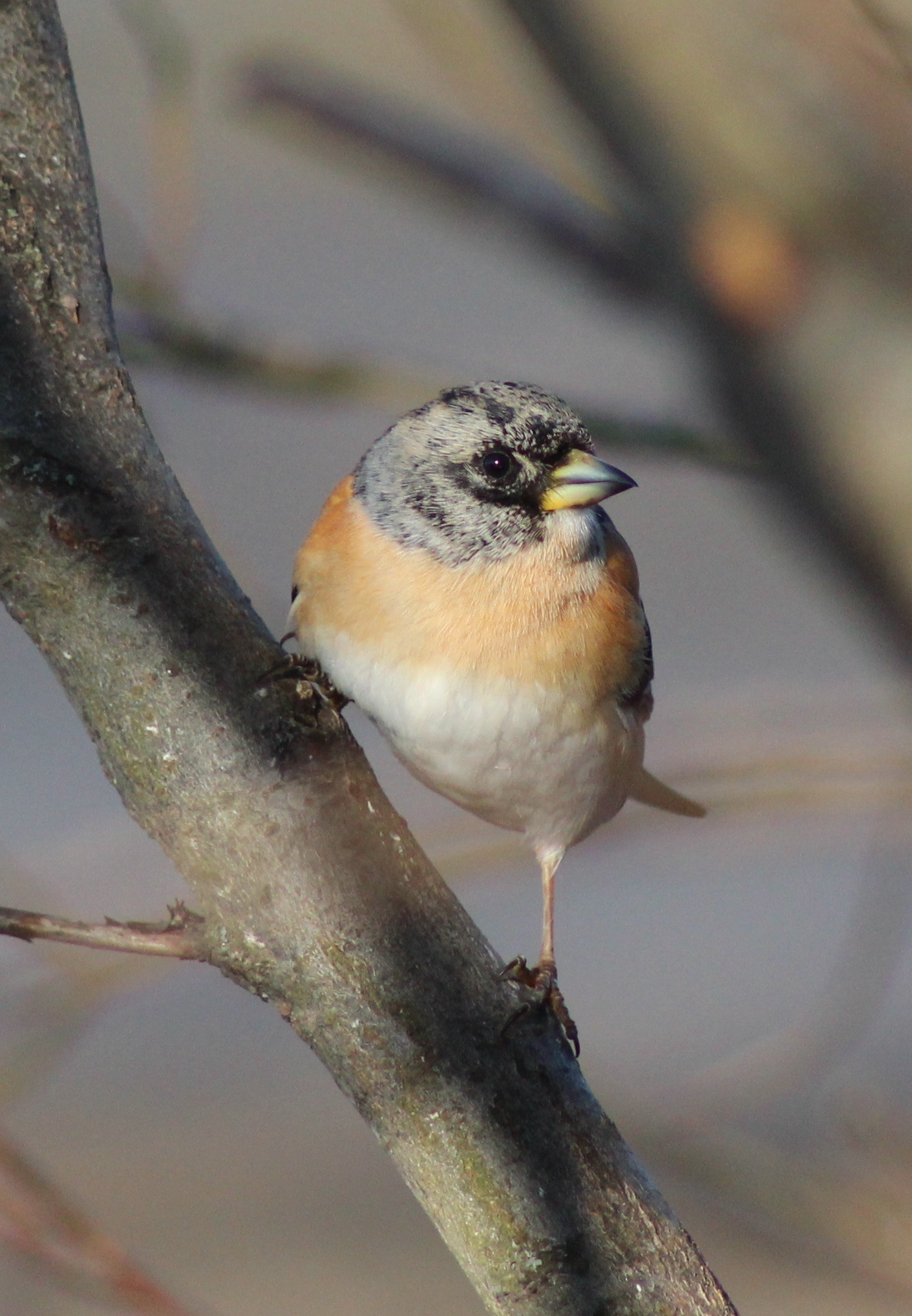 twig, no people, outside, bird, nature, animal themes, beauty in nature, perching, brambling, outdoors, animal wildlife, lichen, close-up, focus on foreground, Phone HD Wallpaper