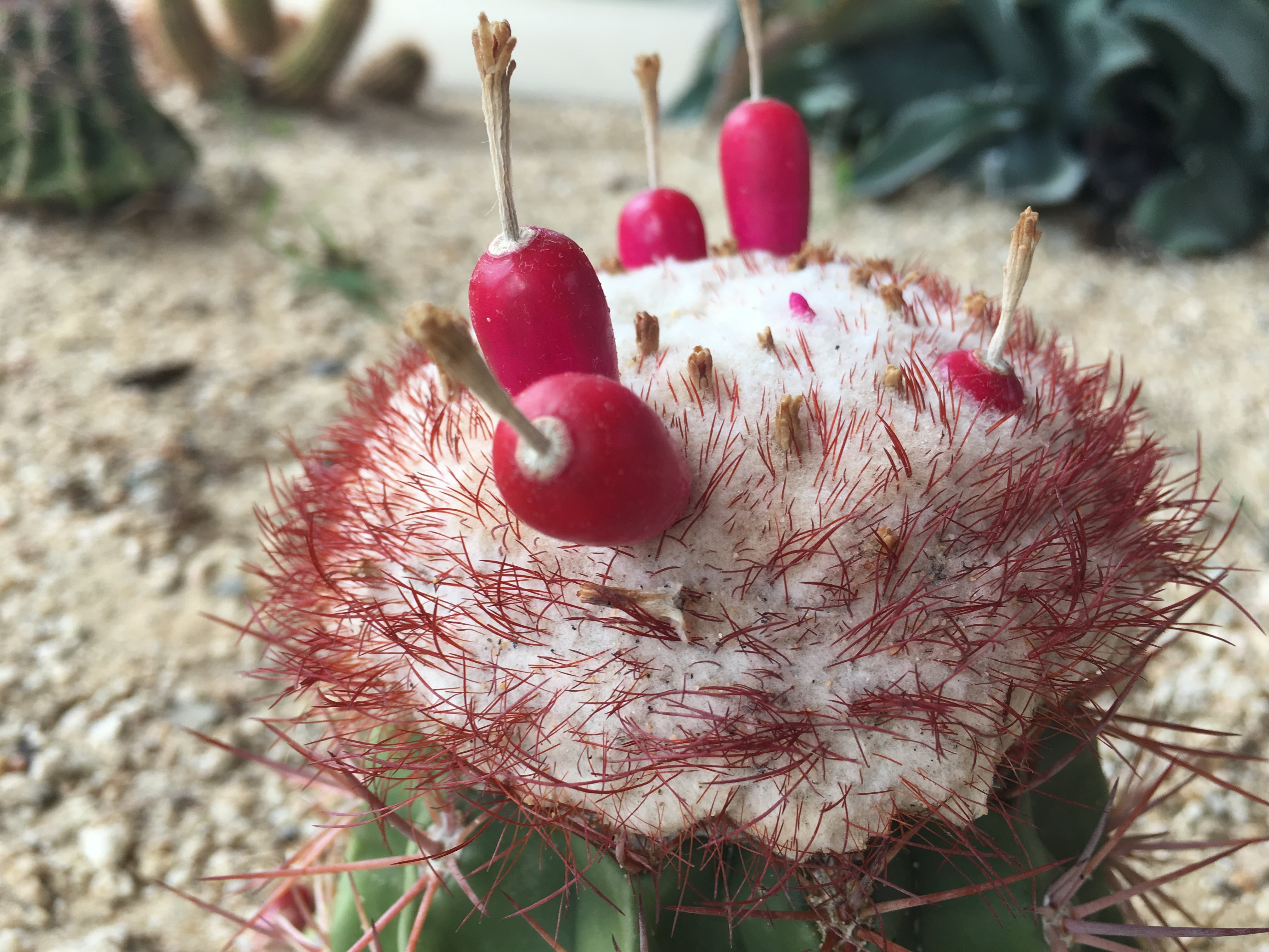 field, sea, sand, healthy eating, focus on foreground, costa, no people, beach, mountain, thorny, coastal landscape, desert, outdoors, wild, ripe, red, HD Wallpaper