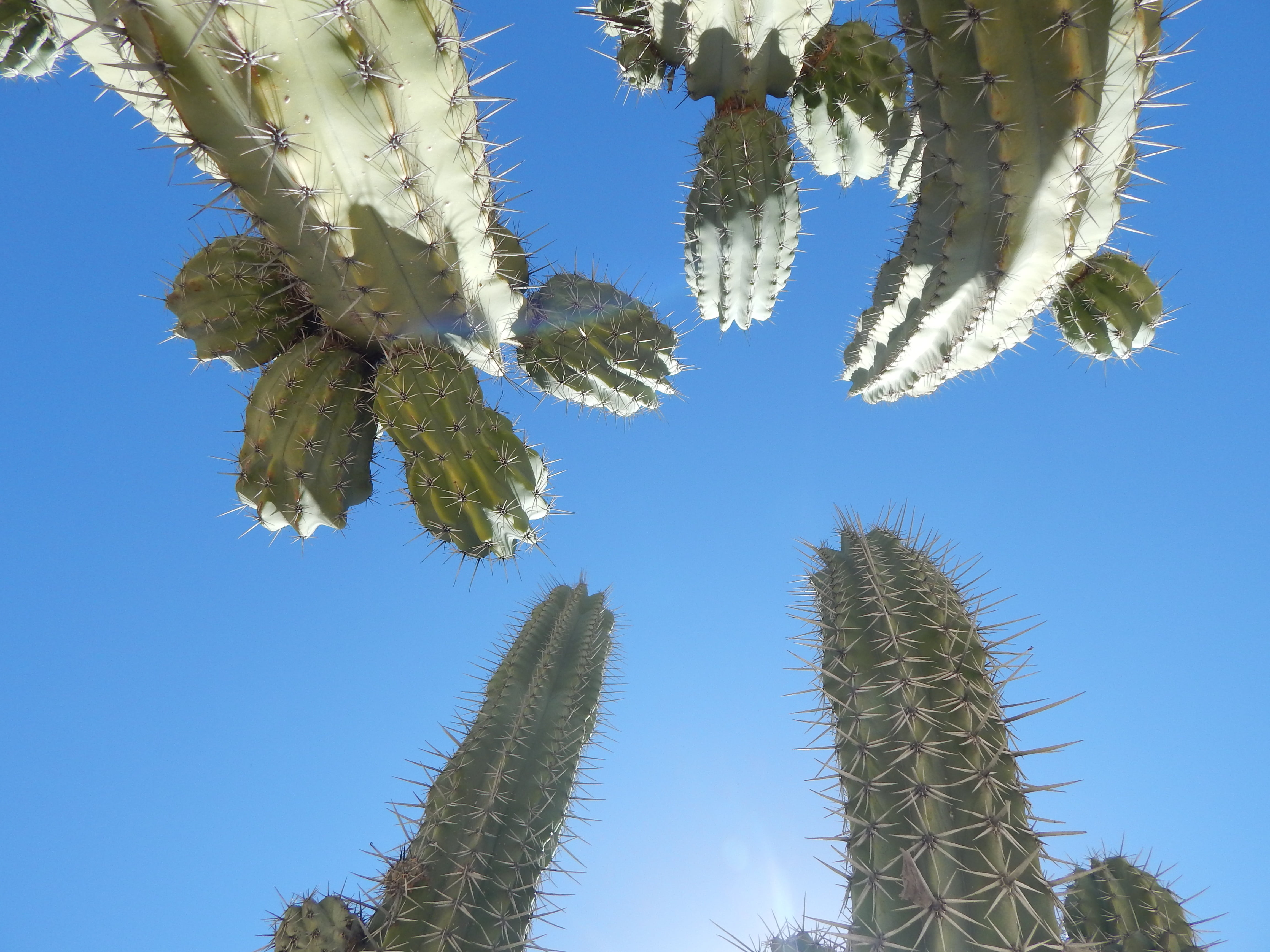 sun, arid, outdoors, directly below, desert, landscape, sunlight, blue, nature, plant part, thorns, green color, desert plant, flora, sky, plants, branch, HD Wallpaper