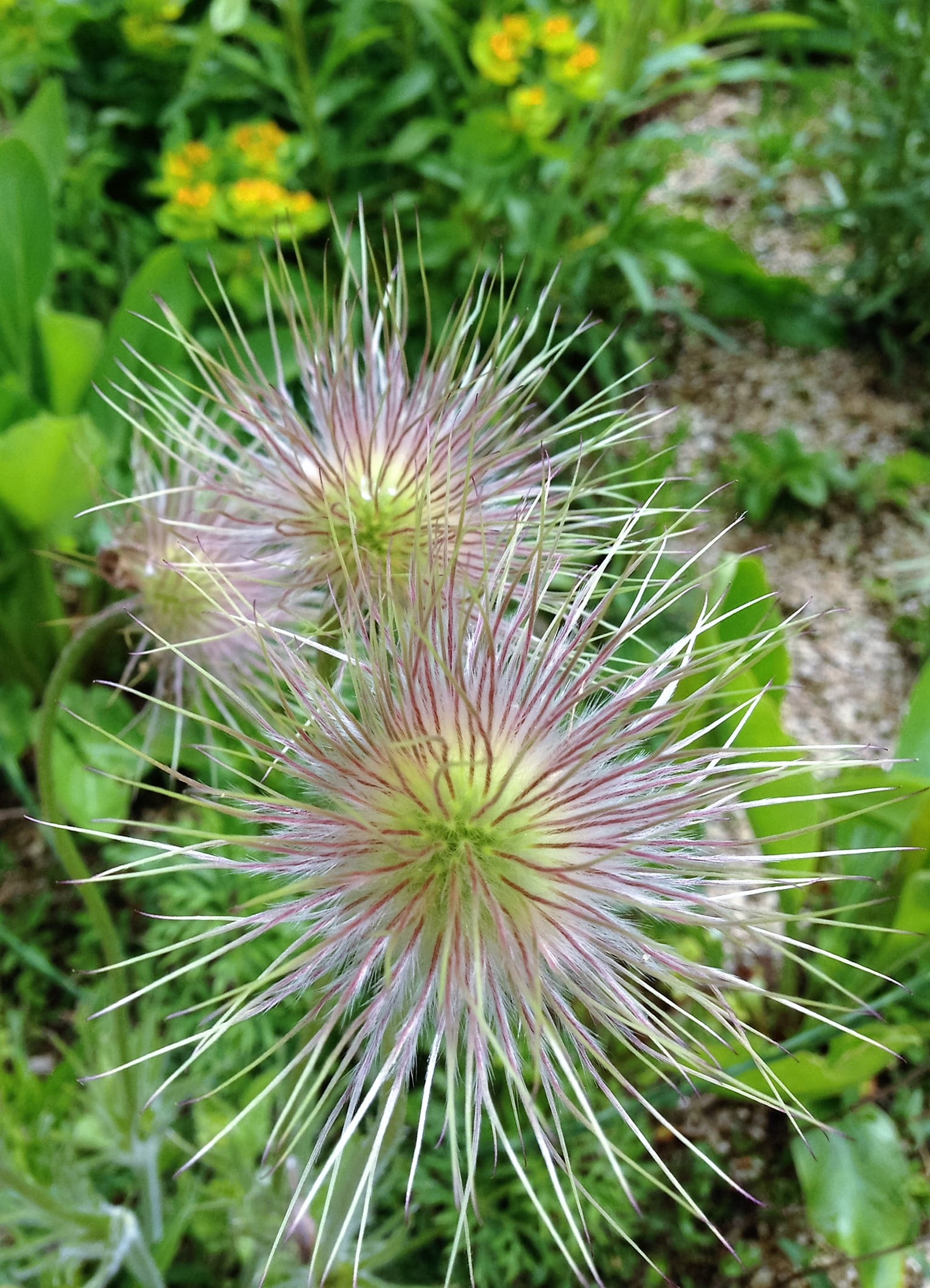 purple, outdoors, flower, high angle view, green color, plant, focus on foreground, prickly, field, spikes, close-up, nature, freshness, green, flower head, Phone HD Wallpaper