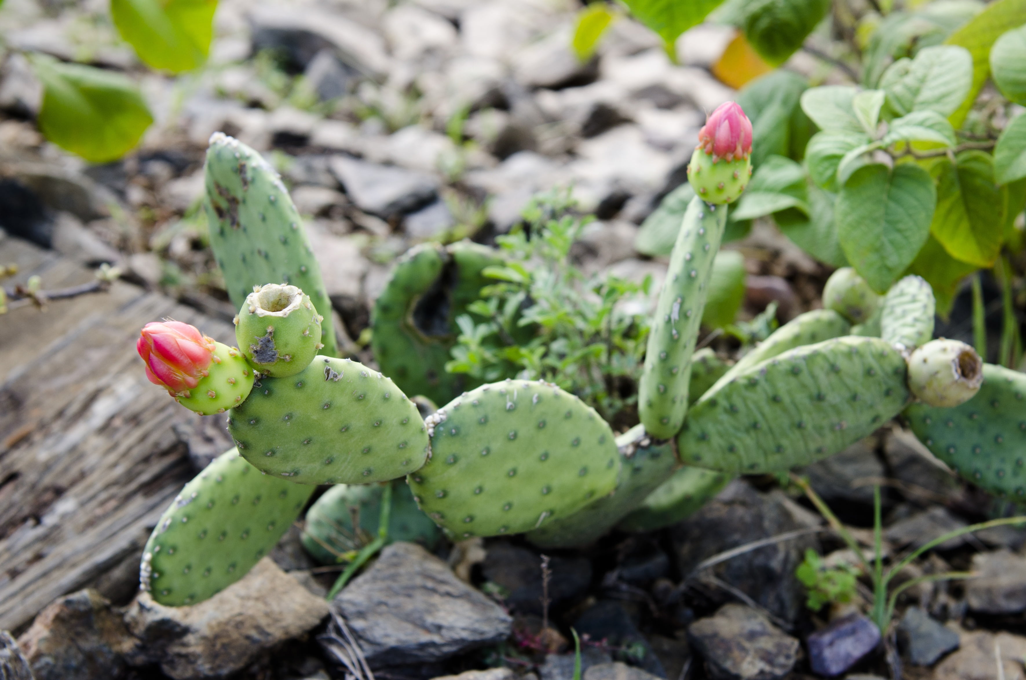 cacti, day, cactus, nature, land, thorn, plant part, growth, green color, flower, focus on foreground, close-up, freshness, beauty in nature, thorny plant, HD Wallpaper