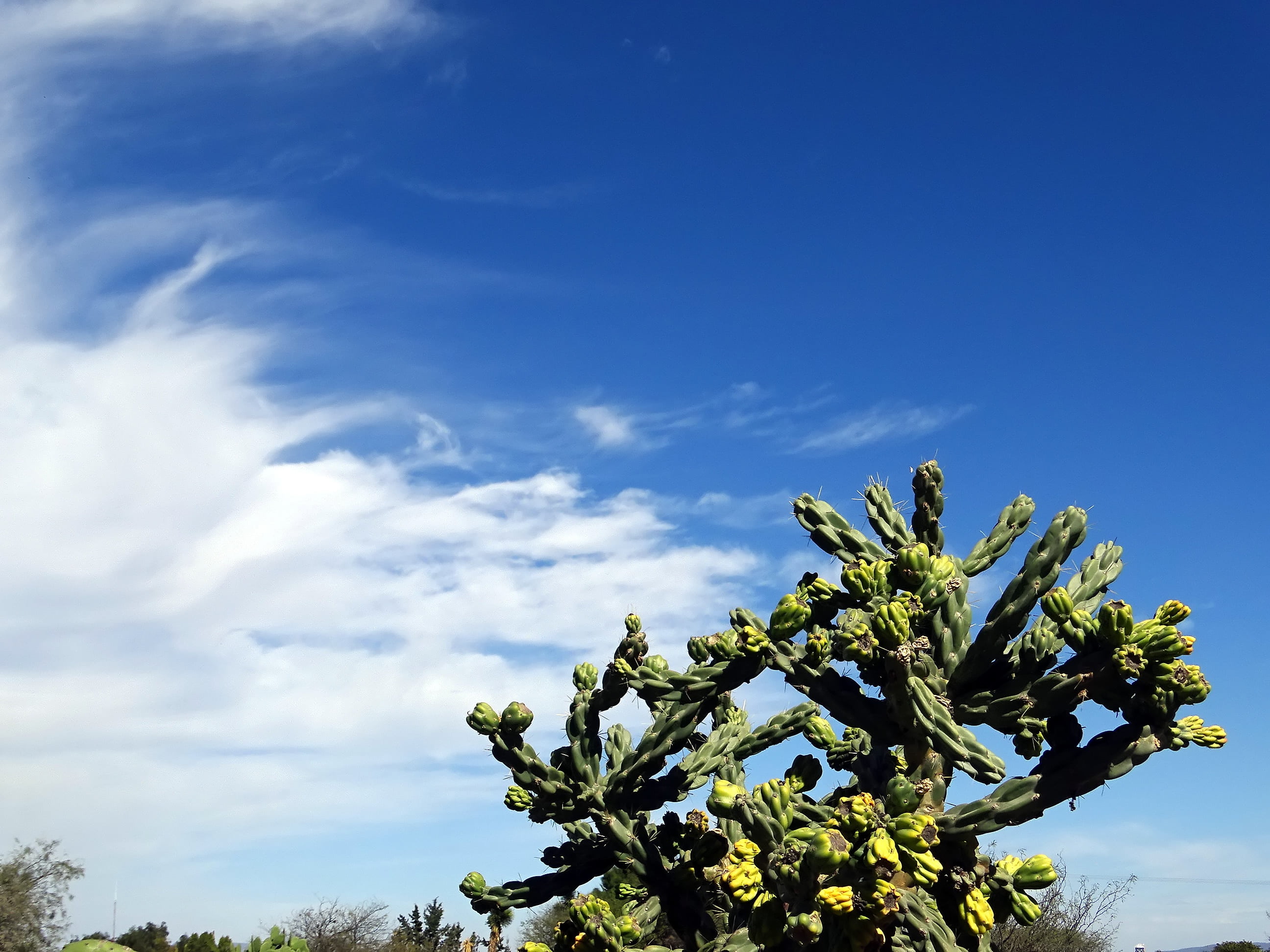 green color, sting, flower, cloud - sky, hawthorn, nature, thorny, sky, tree, succulent, no people, growth, flowering plant, desert plant, tranquility, HD Wallpaper