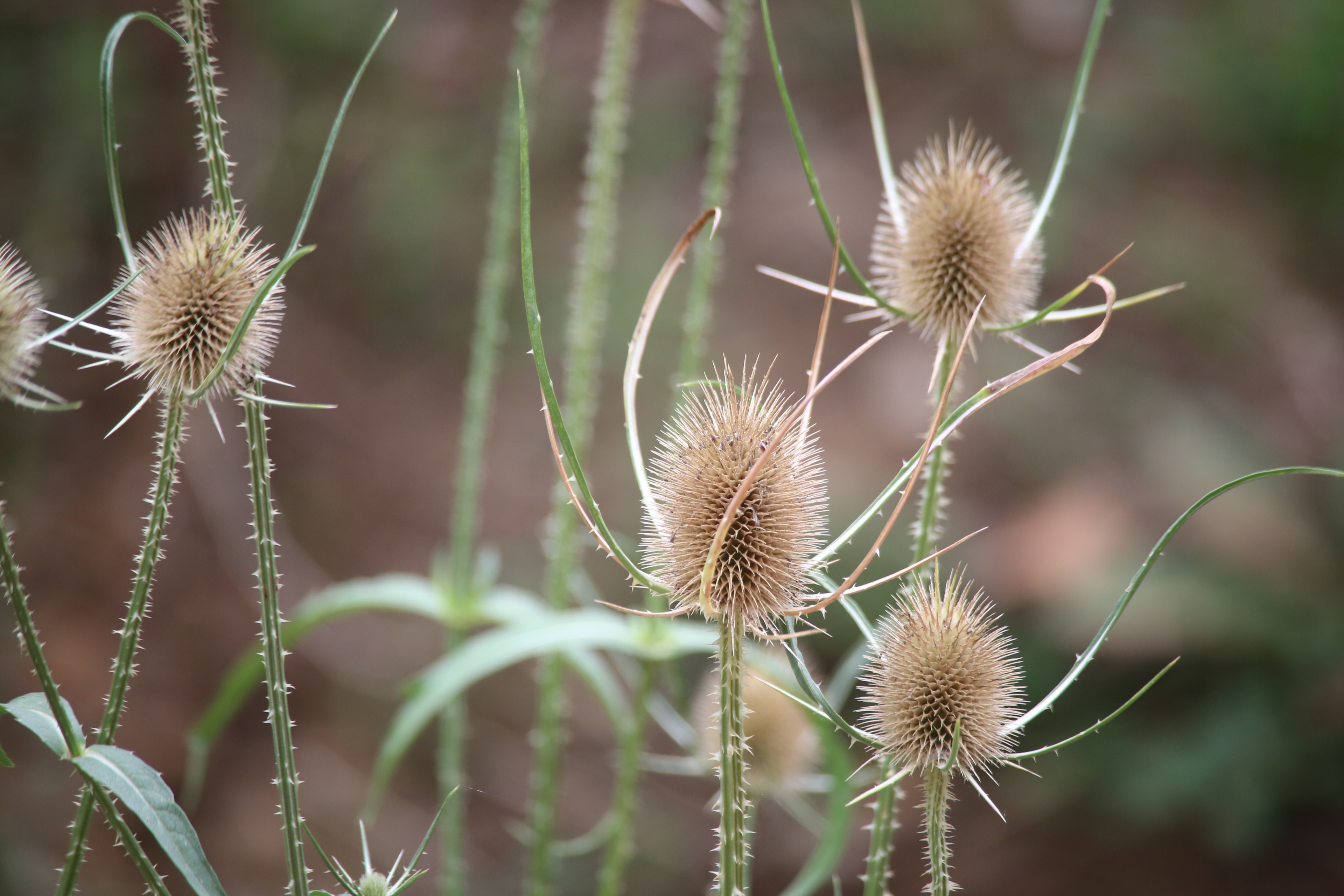 plant wildlife, freshness, dried, stem, thorns, vulnerability, nature, close-up, focus on foreground, plant stem, wild flower, wilted plant, outdoors, plant, HD Wallpaper