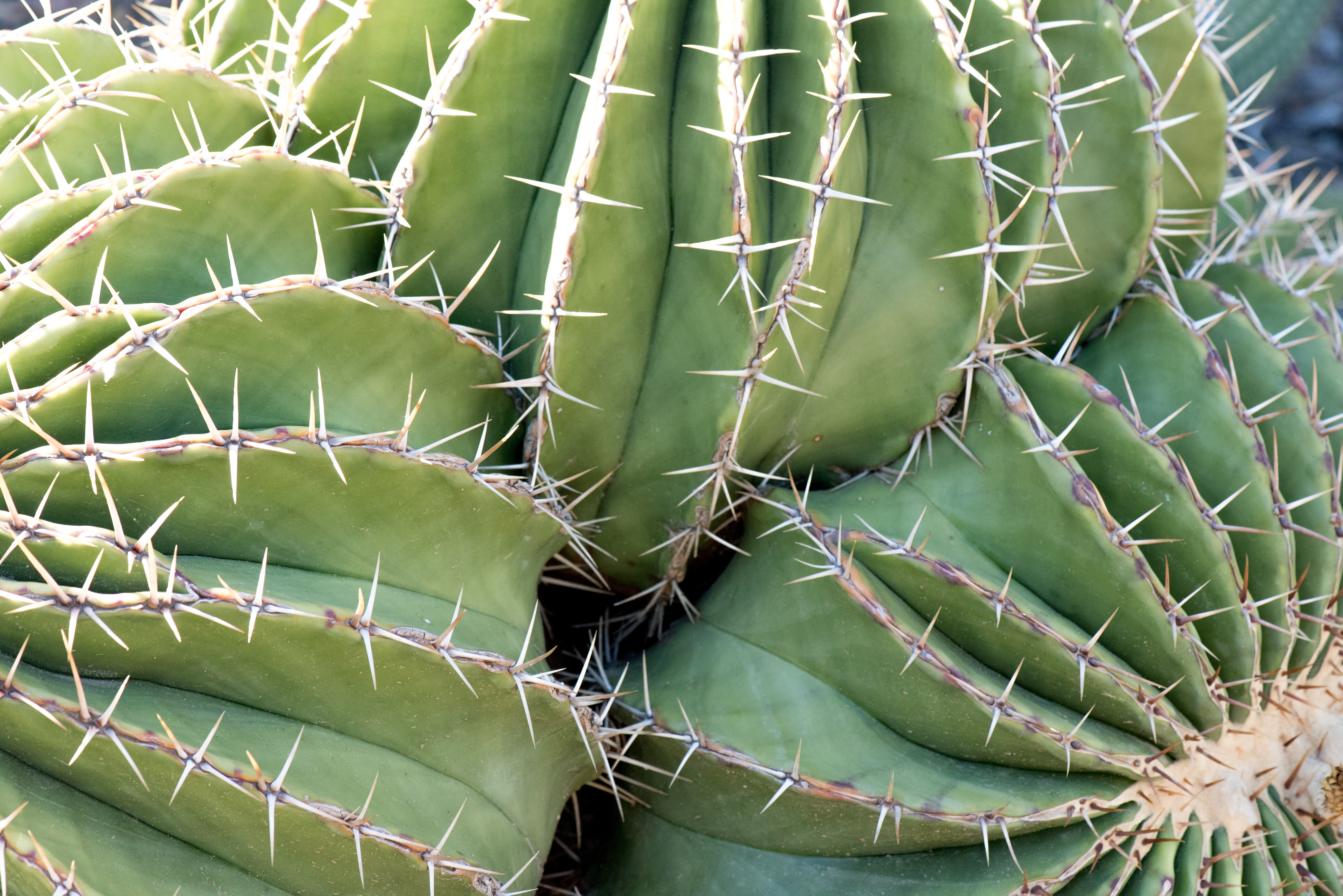 spiked, day, no people, pattern, natural pattern, beauty in nature, wild, close-up, green color, sharp, high angle view, full frame, thorn, vegetable, 5K, HD Wallpaper