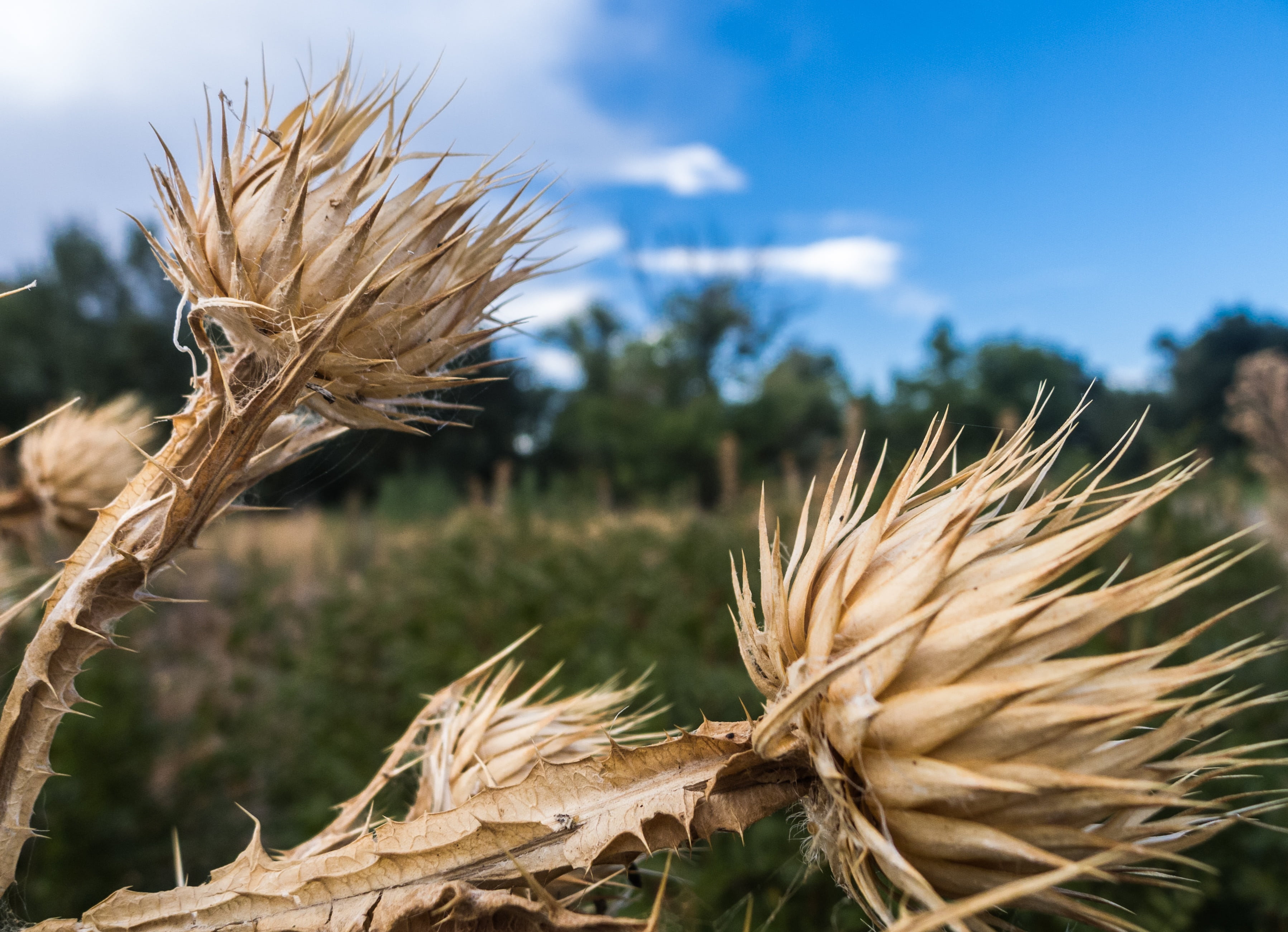 2K, tranquility, flora, thorny, landscape, yellow, autumn, summer, nature, stalk, land, field, crop, flower, no people, plant, rural scene, skewer, farm, HD Wallpaper