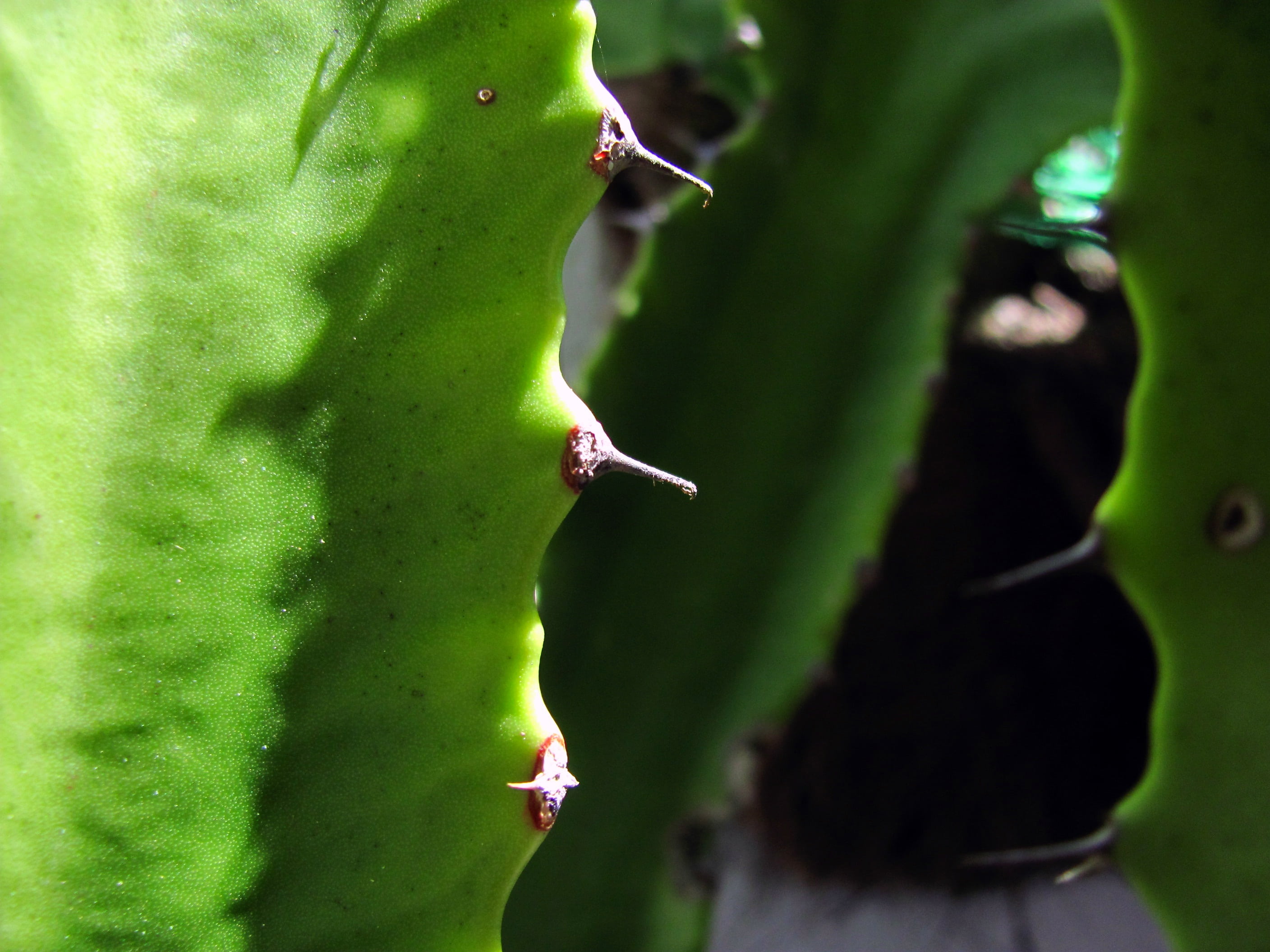 day, vegetation, food, animal wildlife, leaf, green color, outdoors, growth, tree, leaf cactus, plant part, nature, cacti, freshness, thorns, animal, no people, HD Wallpaper