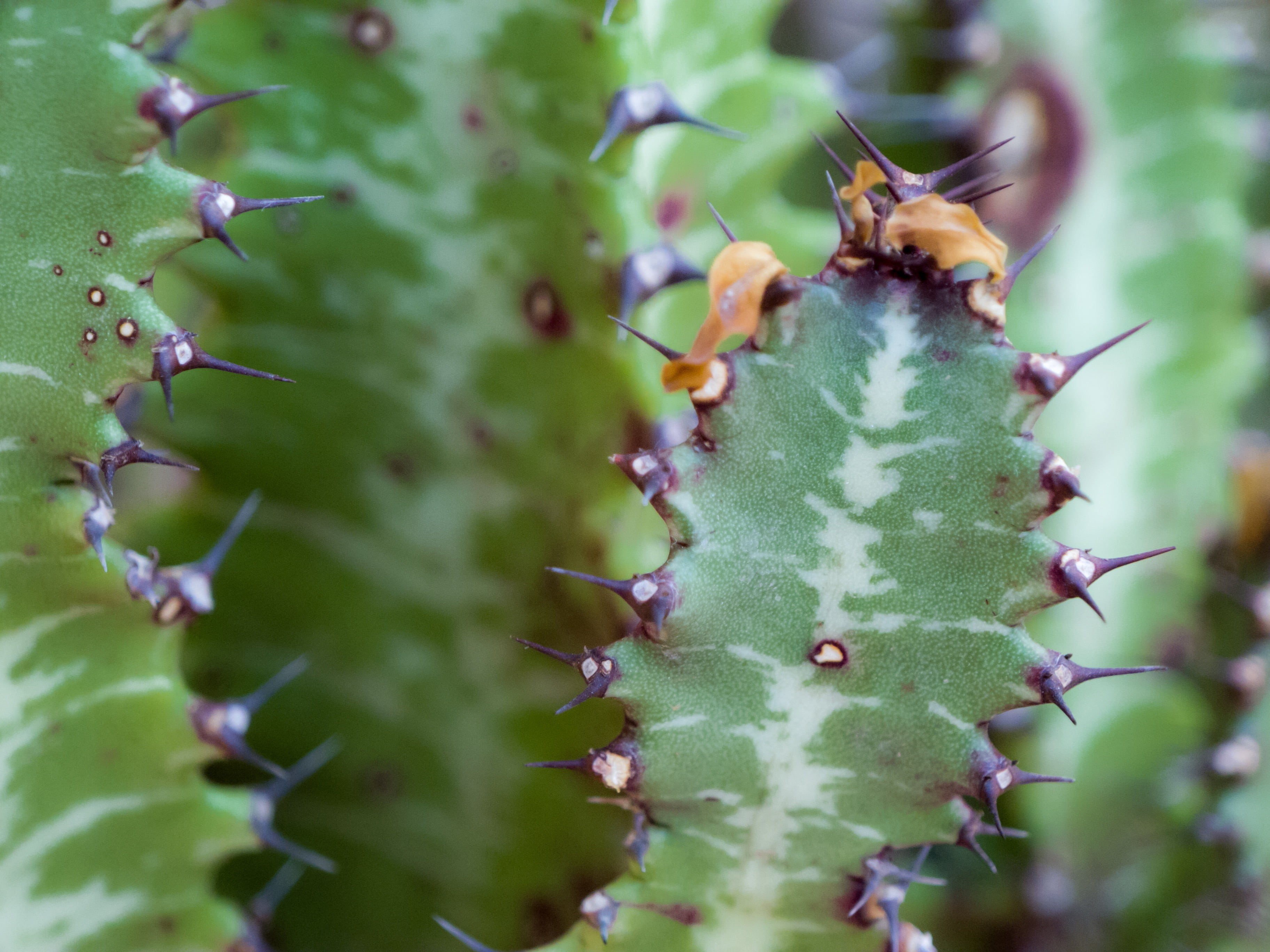 beauty in nature, skewers, thorns, close-up, thorny, growth, outdoors, animal, spiky, sting, prickly pear cactus, thorn, succulent plant, plants, no people, HD Wallpaper
