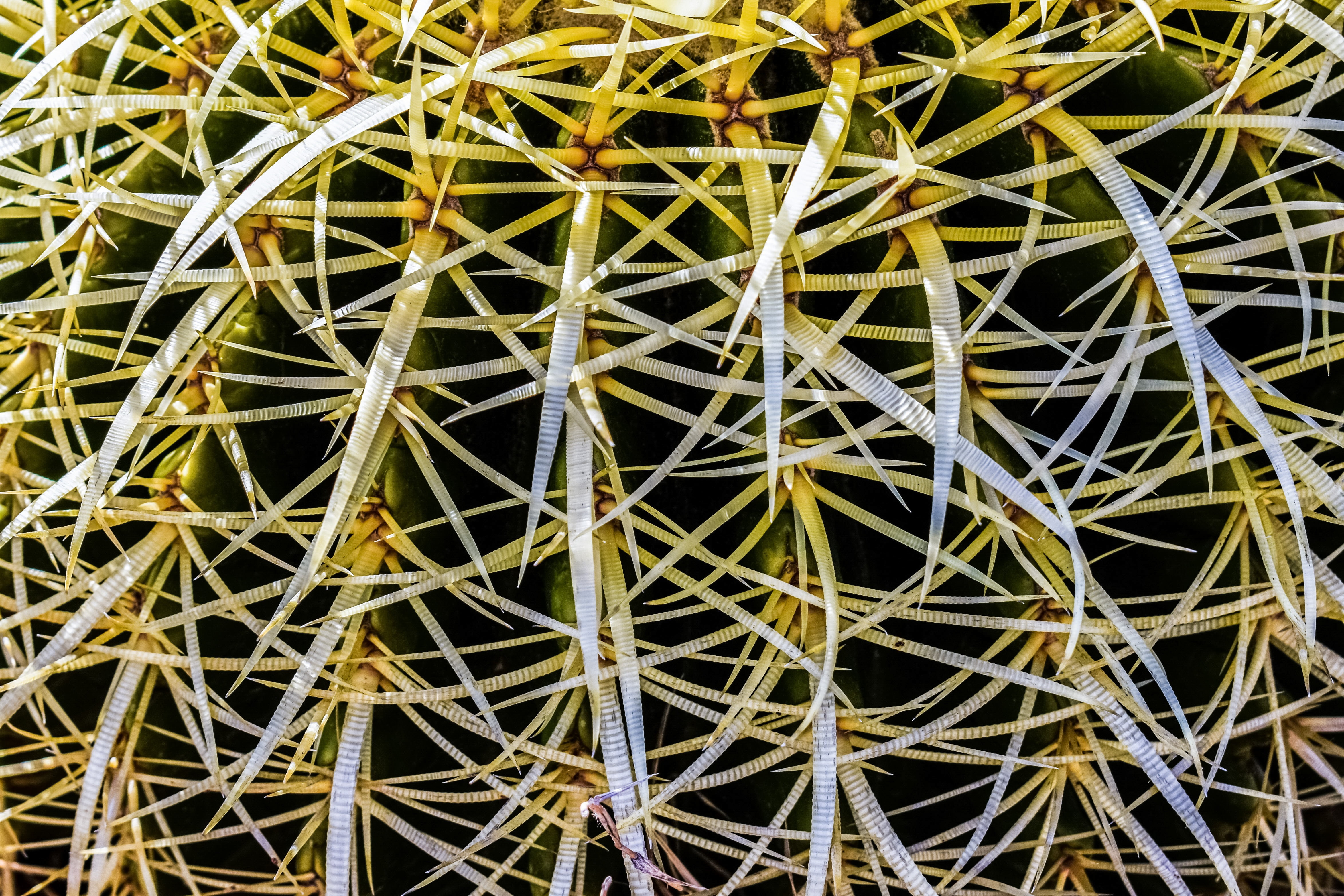 beauty in nature, thorn, backgrounds, barrel cactus, thorny, plant, growth, close-up, day, nature, sharp, no people, green color, 4K, pattern, directly above, HD Wallpaper