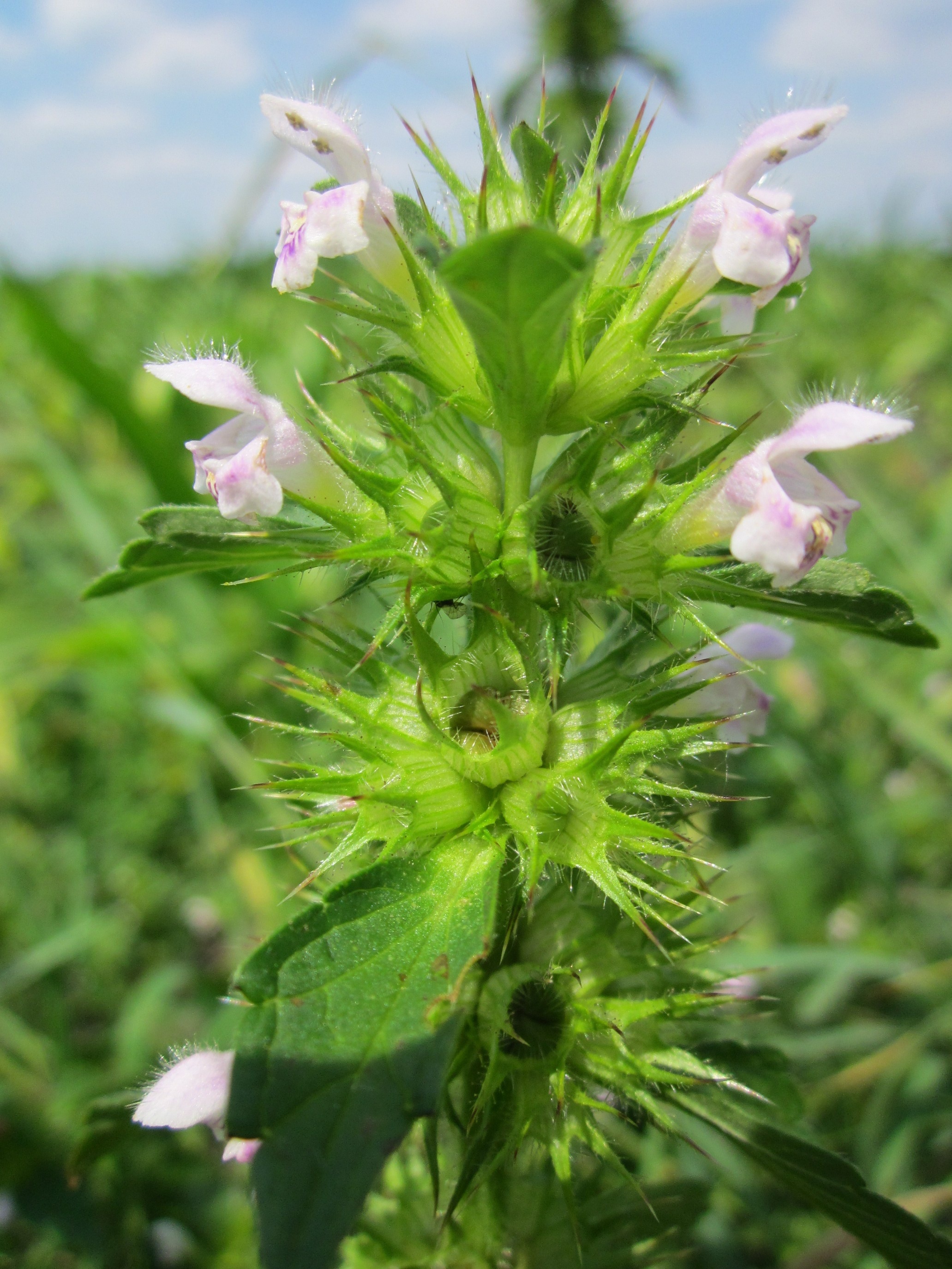 green color, ballota nigra, 2K, fragility, focus on foreground, outdoors, freshness, pink color, beauty in nature, petal, flora, flowering plant, flower head, Phone HD Wallpaper