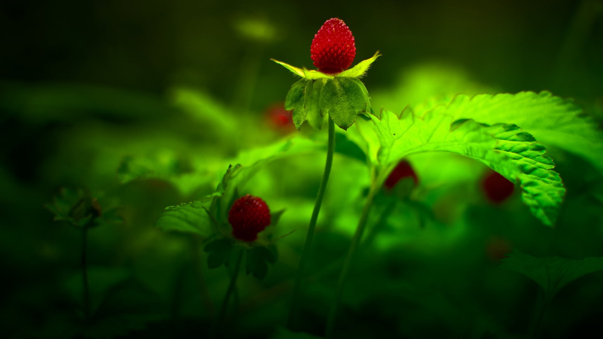 berry, tree, strawberry, plant part, holly, flower head, day, vulnerability, fresh, flowers, summer, season, flora, freshness, nature, leaves, floral, decorative, HD Wallpaper