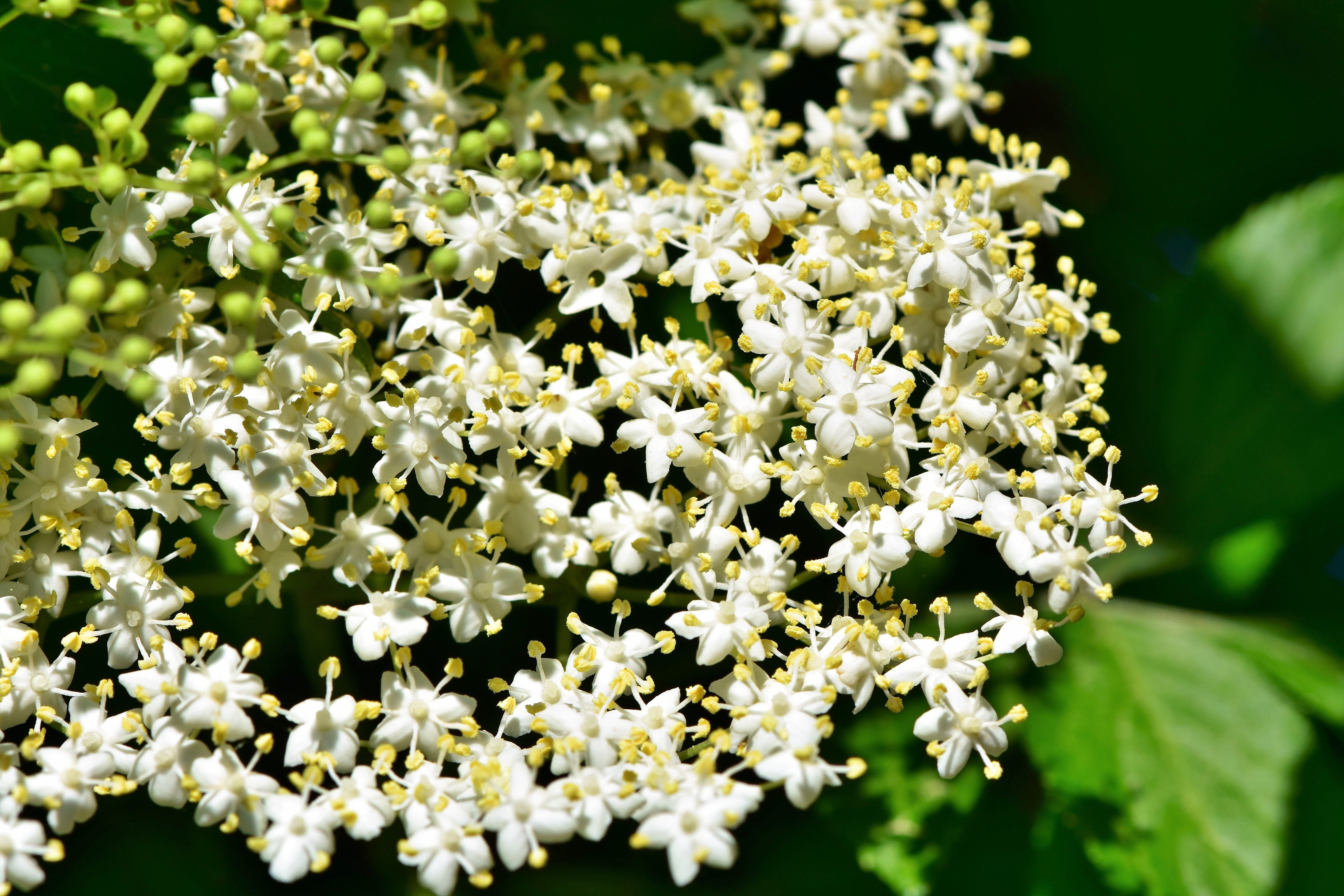 cluster, plant, immature, growth, flower head, elder, sunlight, close-up, outdoors, unripe berries, bunch of flowers, white, fragility, elderberries, no people, HD Wallpaper