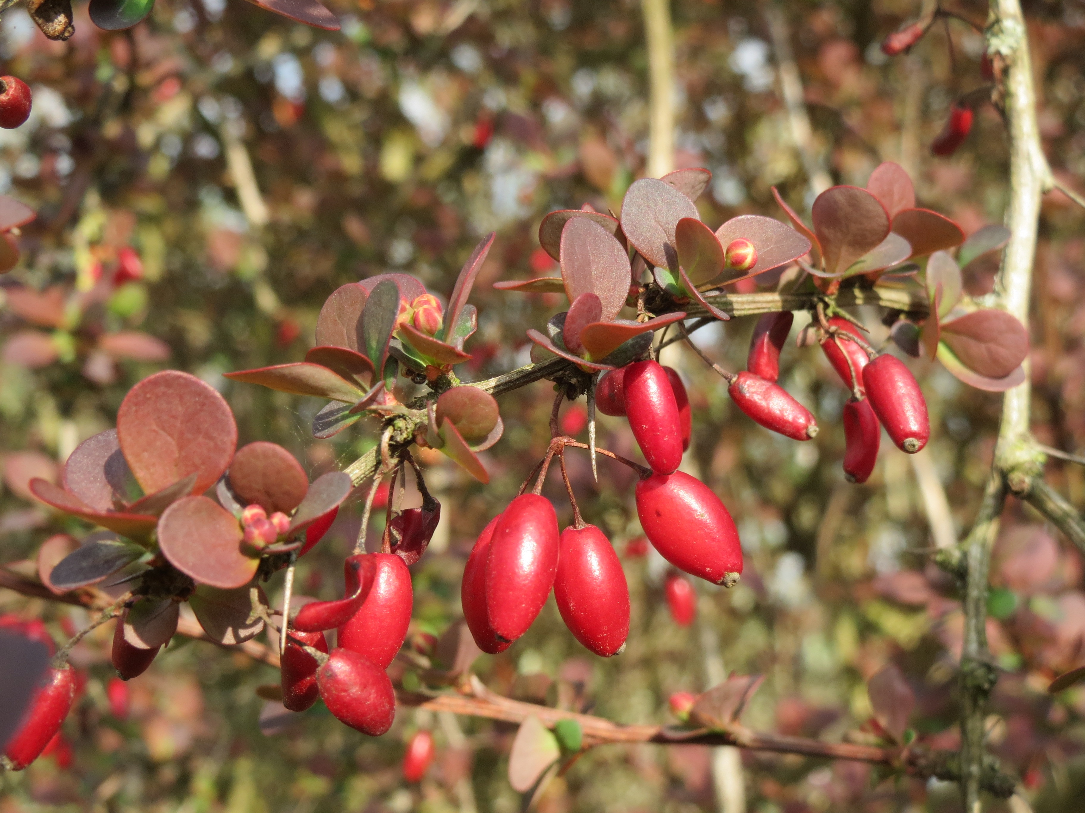 wellbeing, agriculture, tree, fruit, shrub, red, branch, food, barberry, outdoors, berberis, healthy eating, species, organic, berry, food and drink, flora, HD Wallpaper