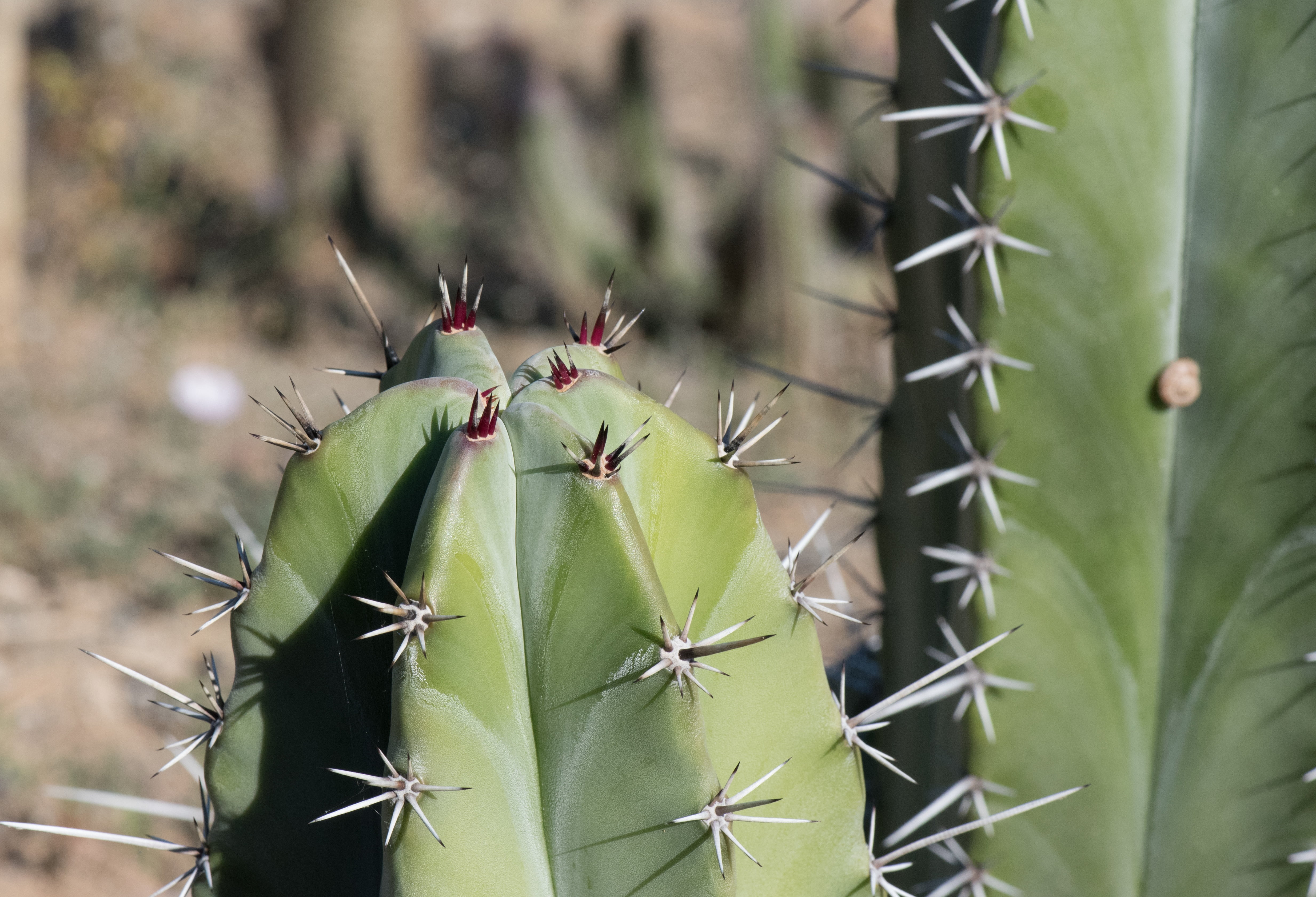 beauty in nature, close-up, day, focus on foreground, sharp, succulent Plant, growth, plant, skewers, green color, cactus, aloe, desert, 4K, nature, outdoors, HD Wallpaper