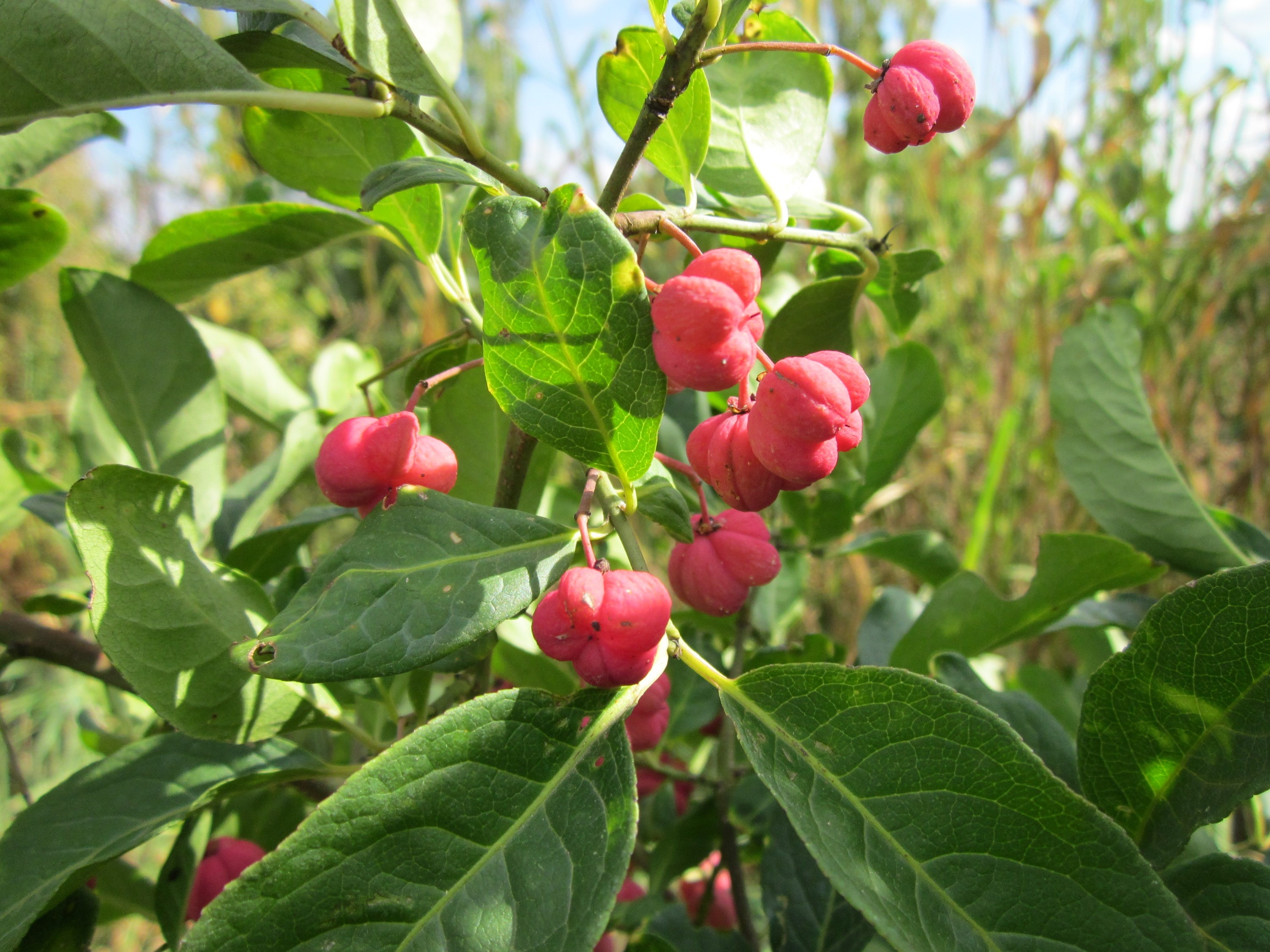 common spindle, plant, no people, berry, ripe, european spindle, shrub, euonymus europaeus, green color, spindle, red, plant part, close-up, flora, leaf, HD Wallpaper