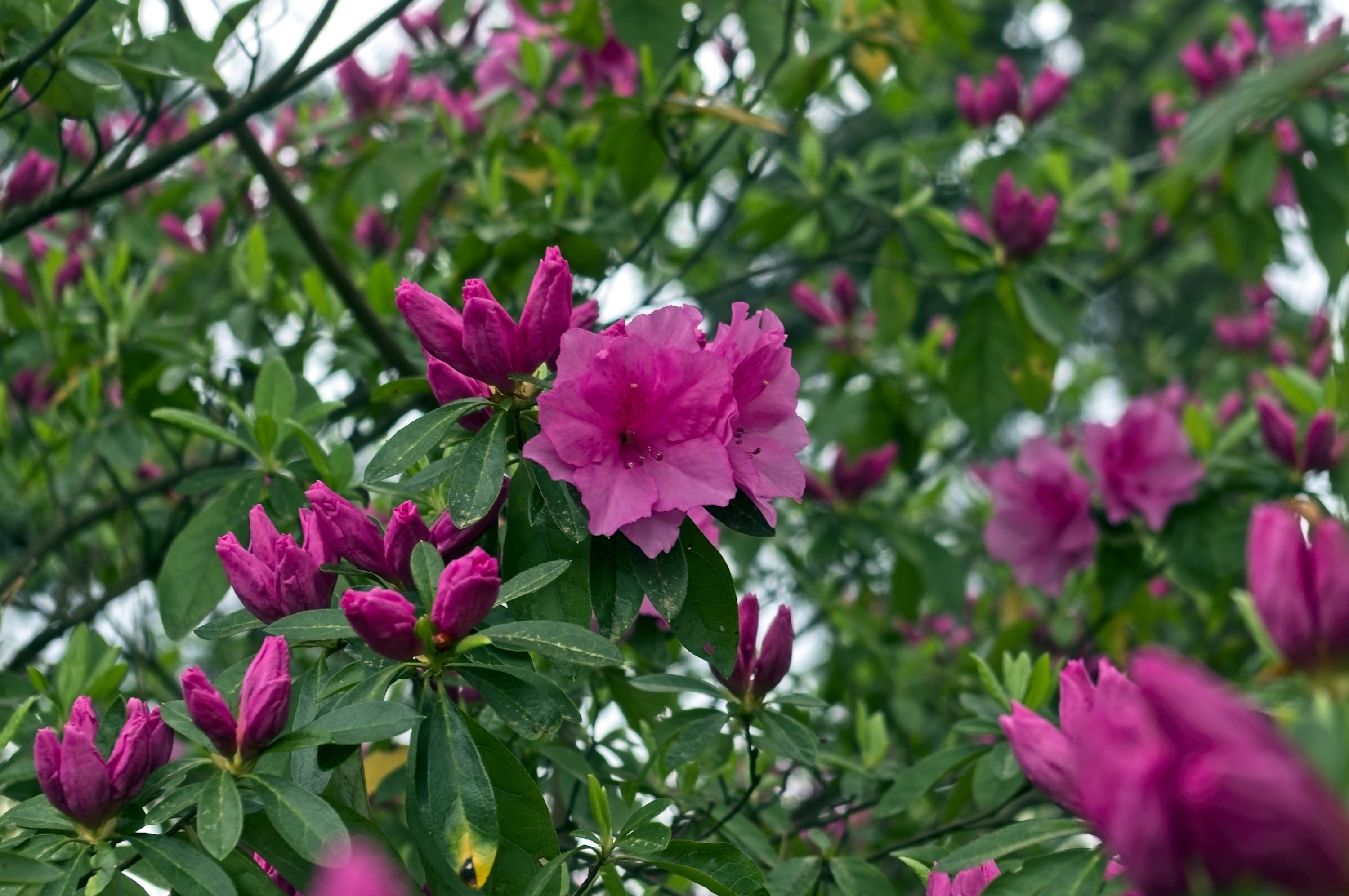 april, fragility, nature, azalea, pistil, spring, shrub, red, plant part, vulnerability, flower head, flora, day, close-up, petal, leaf, beauty in nature, HD Wallpaper