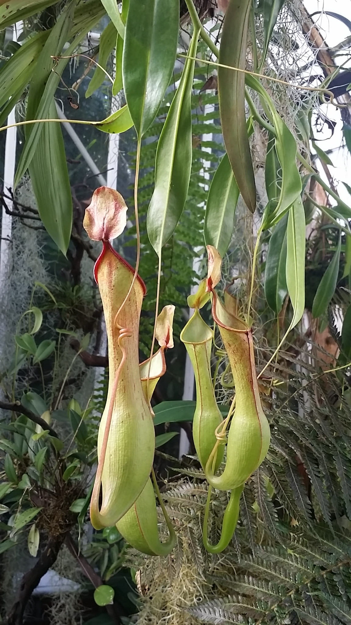 growth, carnivores, food, carnivorous, day, botanical, beauty in nature, nepenthes-maxima, grow, insect, species, digest, succulent plant, nepenthes-mirabilis, Phone HD Wallpaper