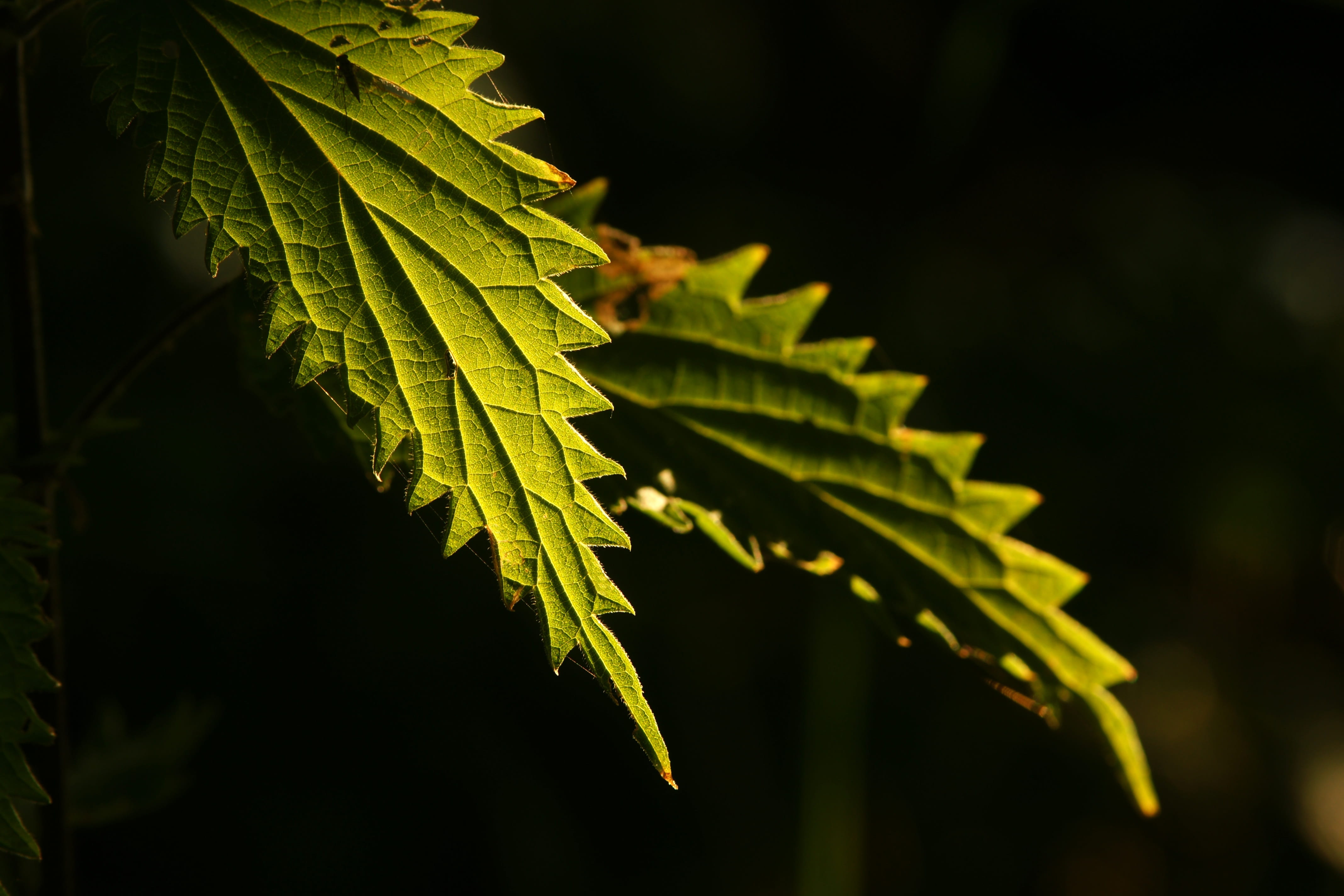 green color, green, decoration, fern, natural, detail, garden, botany, branch, flora, maple tree, foliage, macro, selective focus, close up, pattern, natural pattern, HD Wallpaper